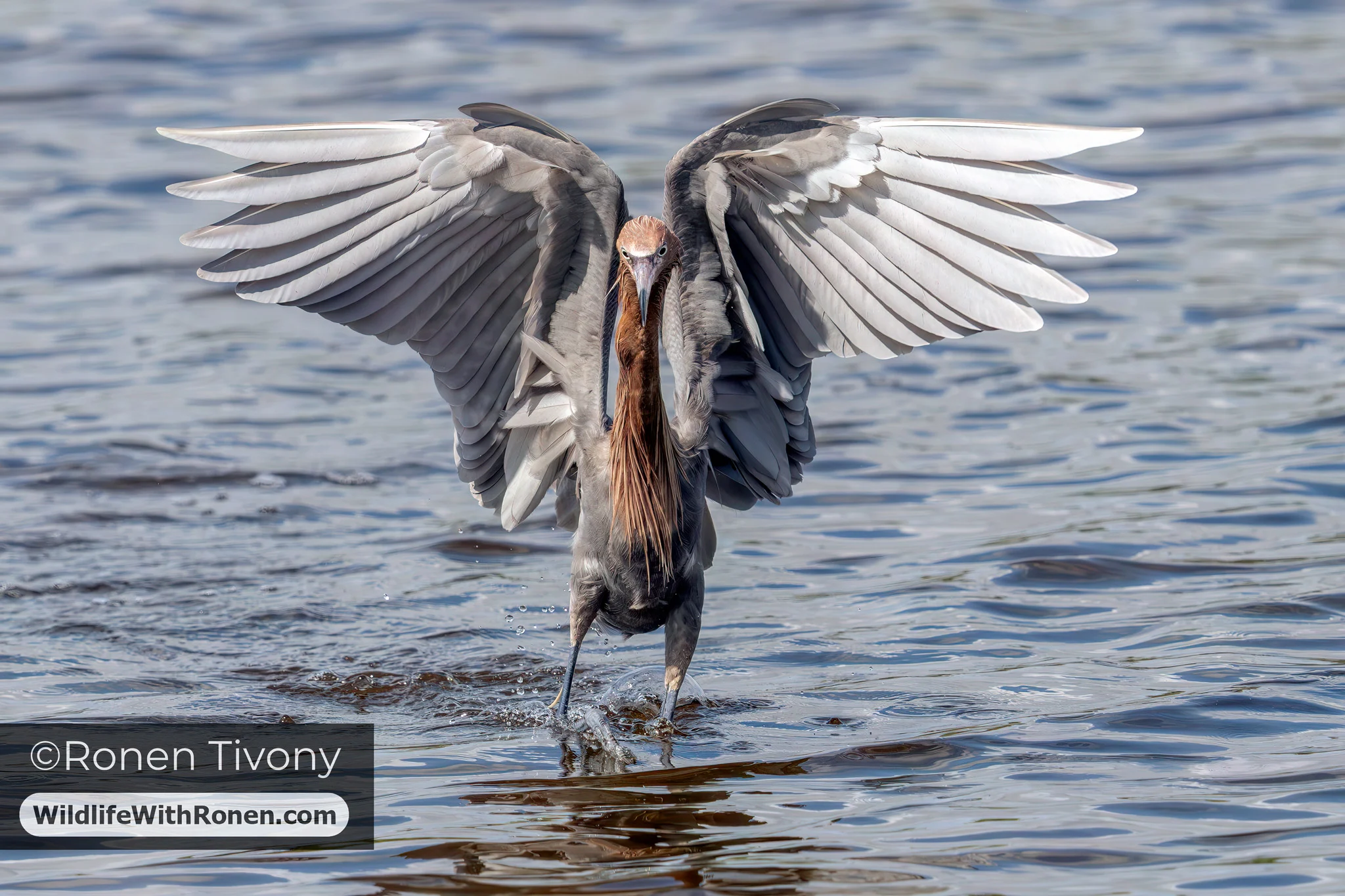 A reddish egret hunts in the shallows of Merritt Island National Wildlife Refuge, performing its signature "hunting dance"—wings spread, dashing and appearing to run on the water.
