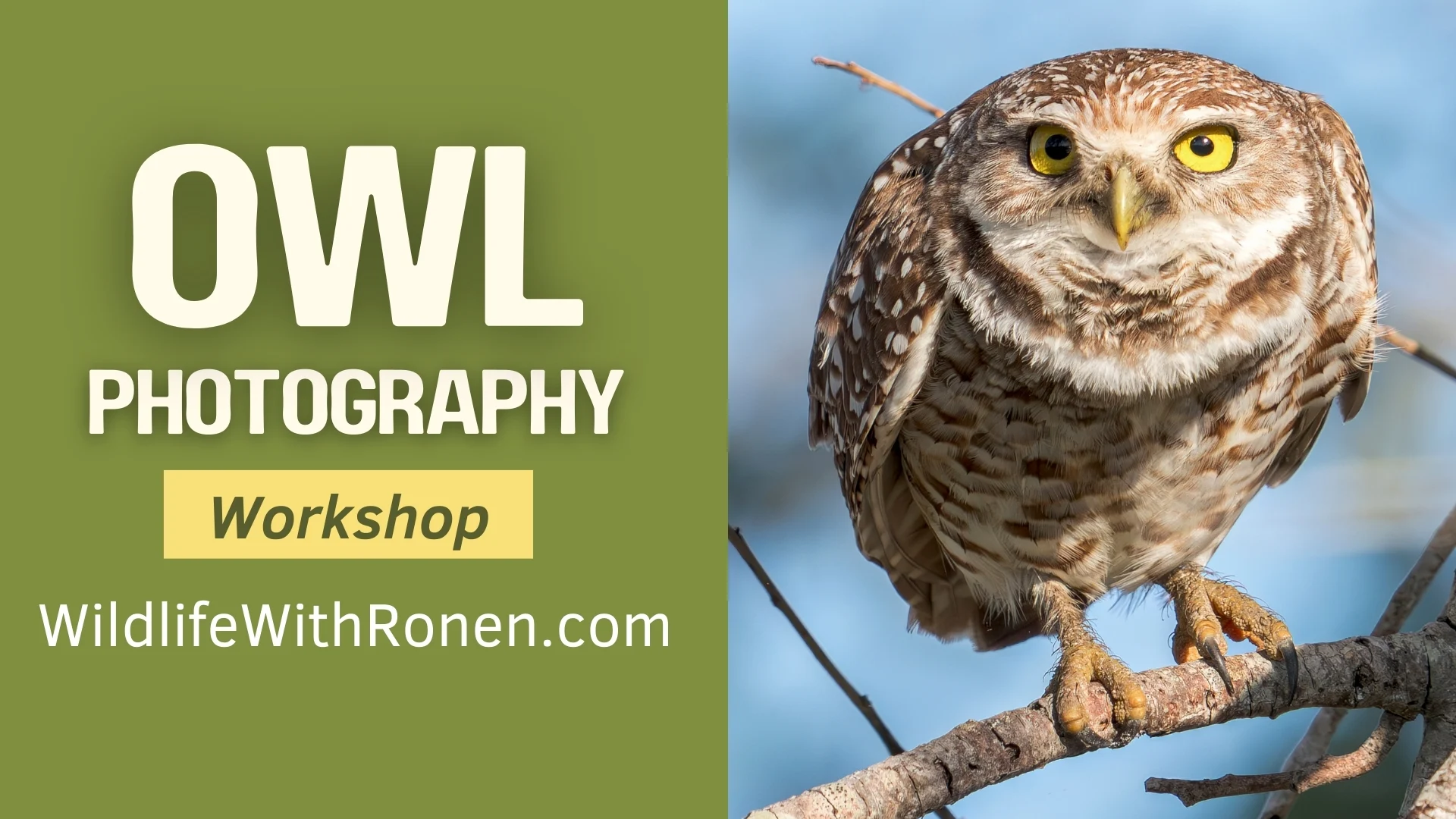 Capture the Charm of Burrowing Owls – Join Award-Winning Wildlife Photojournalist Ronen Tivony for an Exclusive Owl Photography Workshop