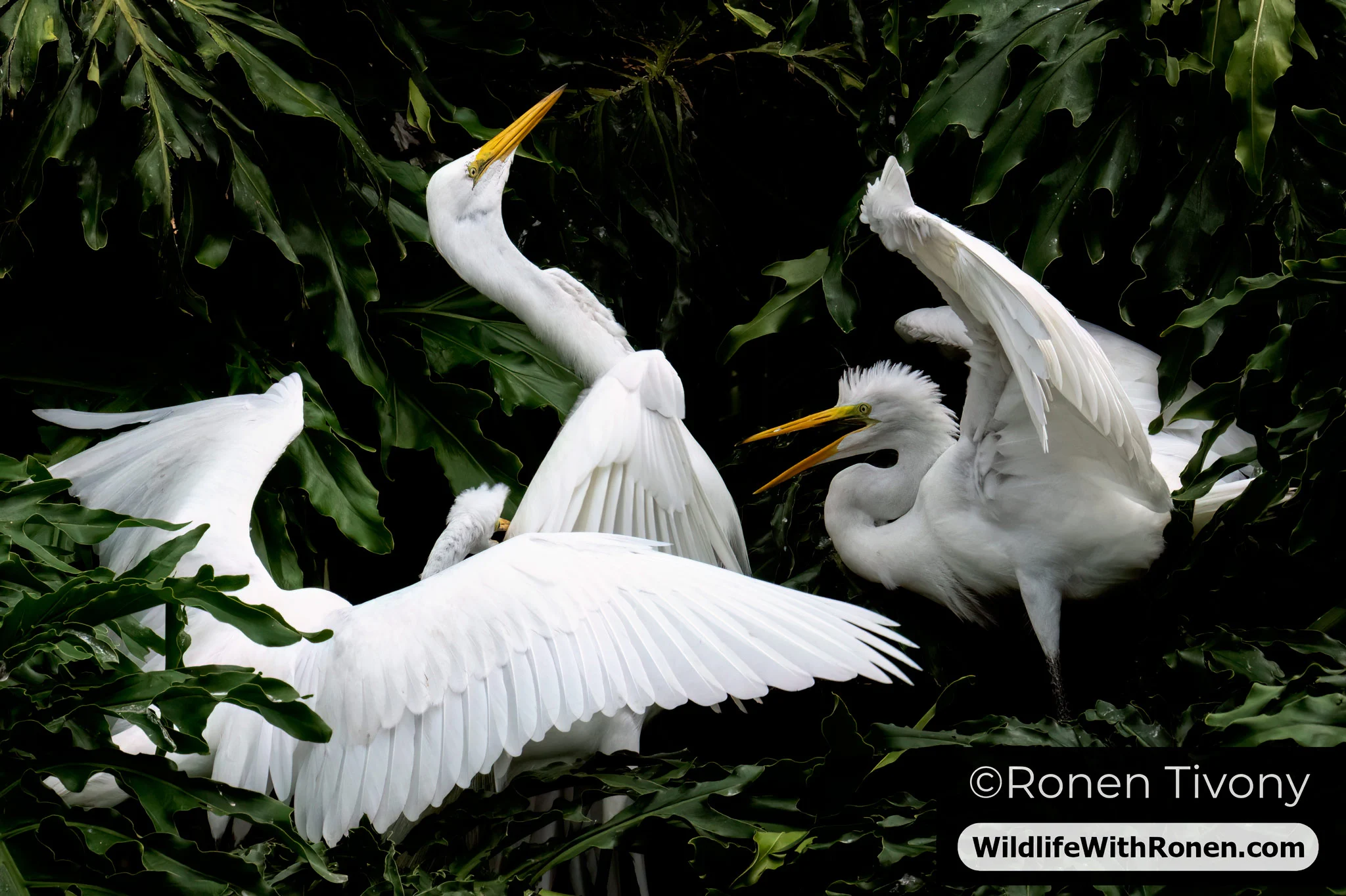 Ronen Tivony- My photo of a great egret with her chicks was published in The Times newspaper