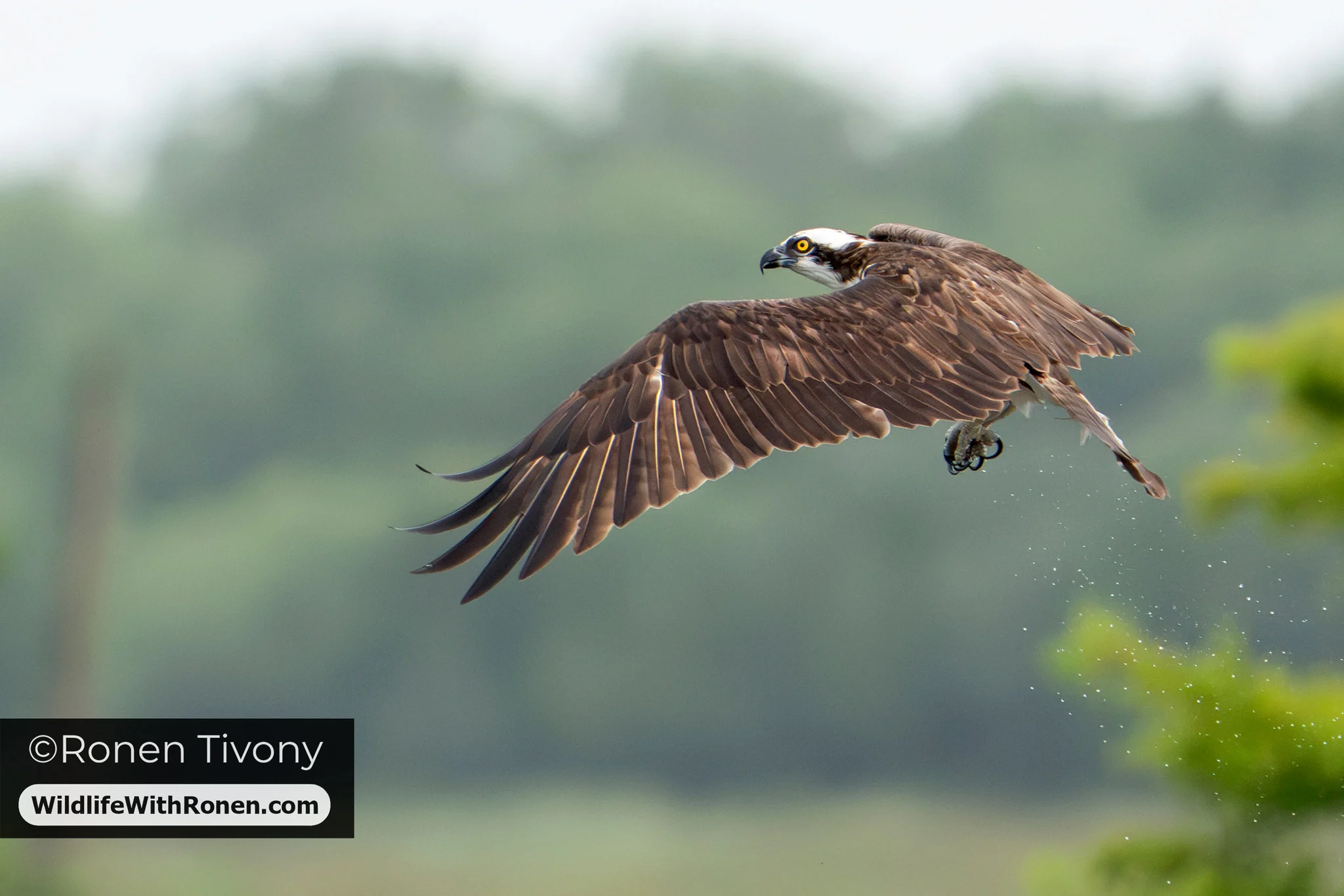Photo of the Day: Osprey in Flight Over Orlando Wetlands. © Copyright All rights reserved Ronen Tivony
