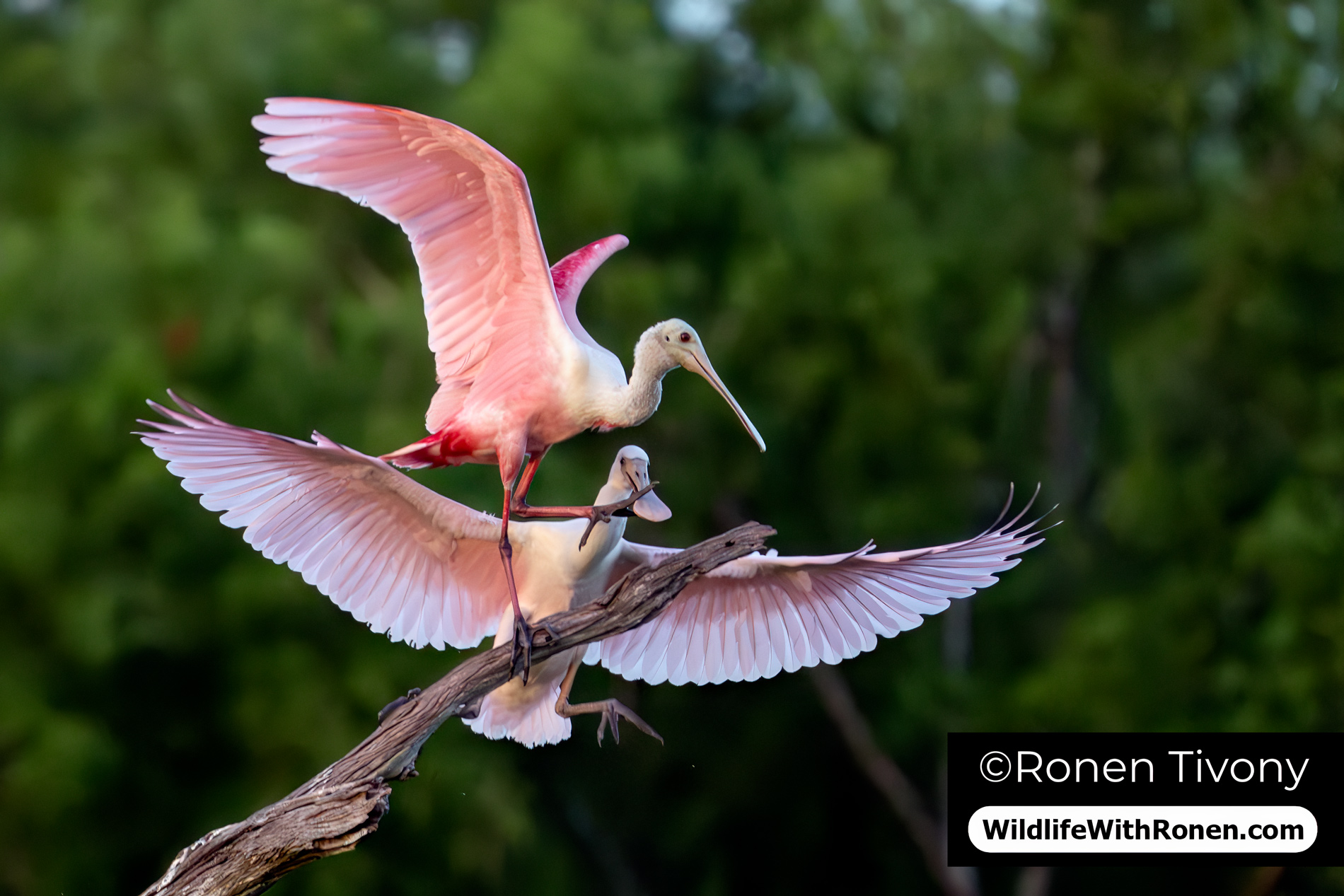 A Roseate Spoonbill steps onto the bill of another spoonbill during a brief, intense territorial dispute, both birds displaying vibrant pink plumage against the wetland grasses at Orlando Wetlands Park in Florida during a wildlife photography workshop led by Wildlife with Ronen.