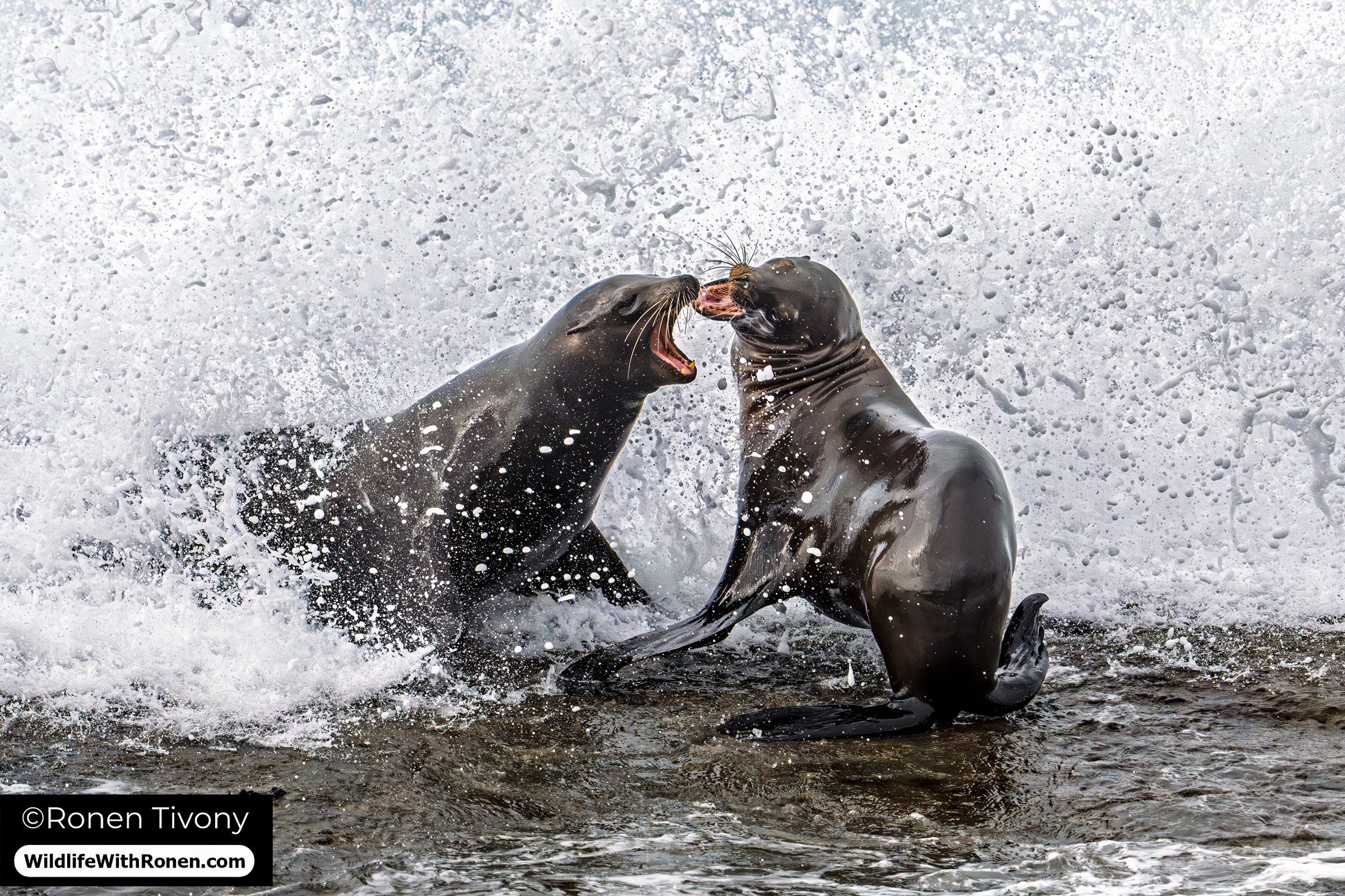 California sea lions squabbling along the rocky shoreline of La Jolla, California-Photo by award-winning wildlife photographer Ronen Tivony,