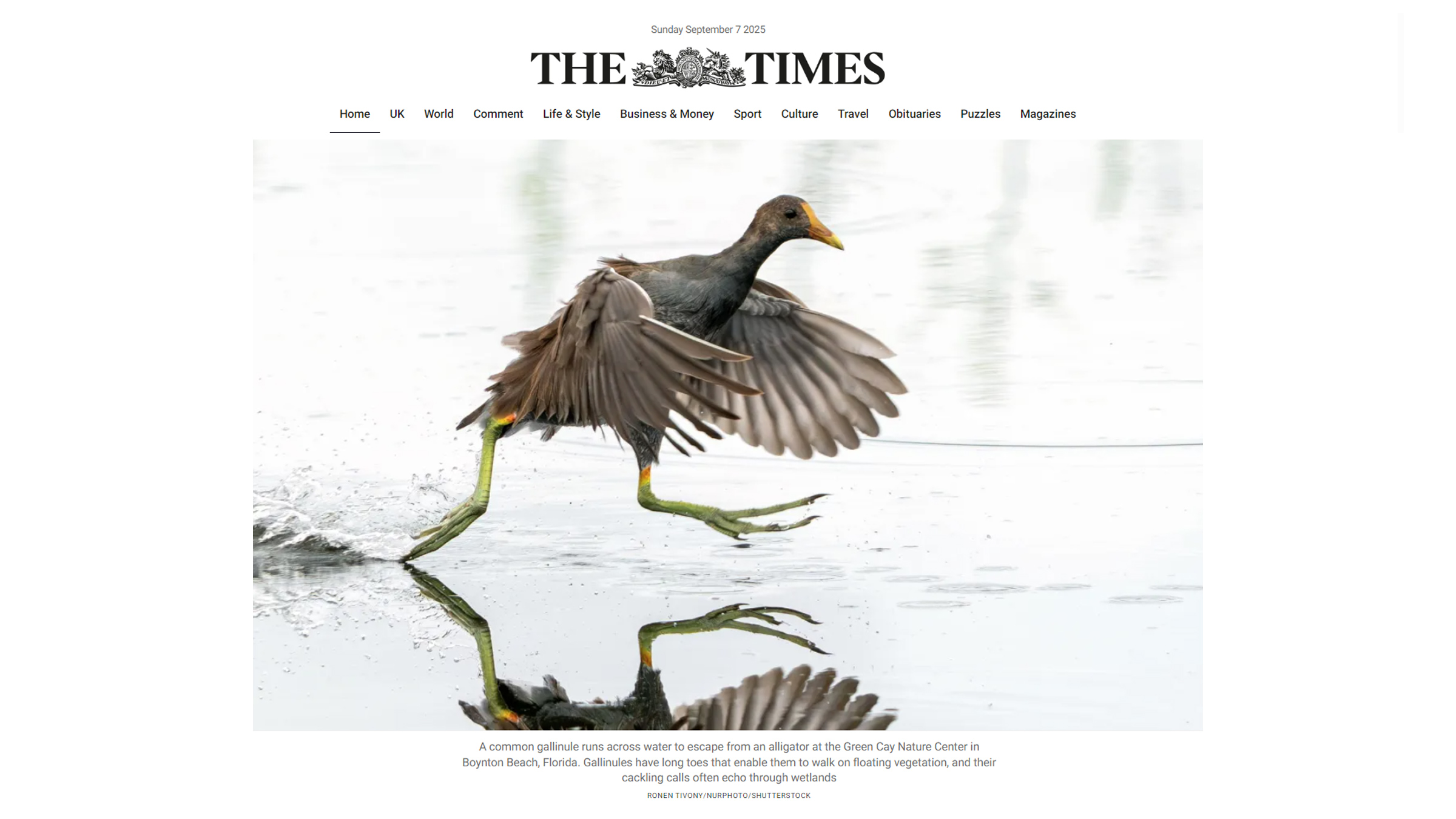 Common gallinule escaping alligator at Florida wetlands, Green Cay Nature Center — photo by Ronen Tivony