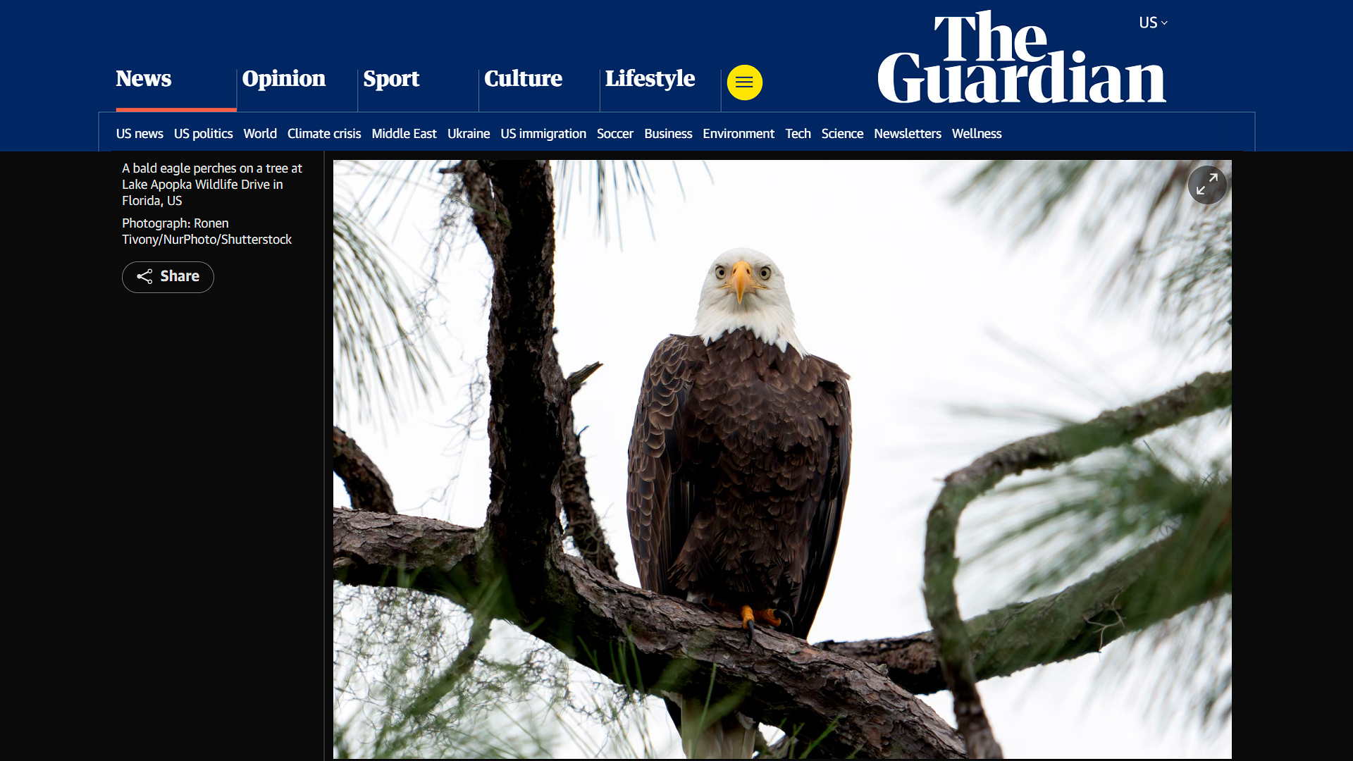 A bald eagle captured by wildlife photojournalist Ronen Tivony and published in The Guardian.