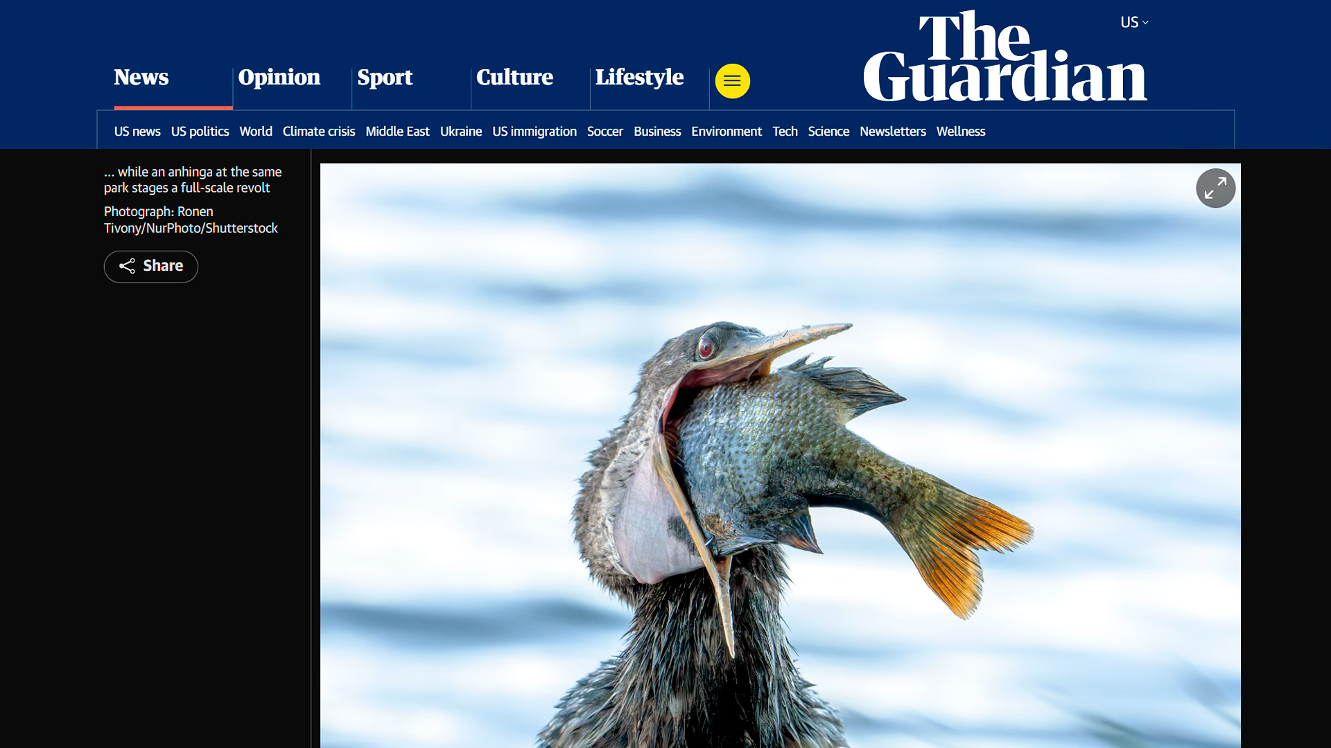 An anhinga swallowing a large fish, captured by wildlife photojournalist Ronen Tivony and published in The Guardian