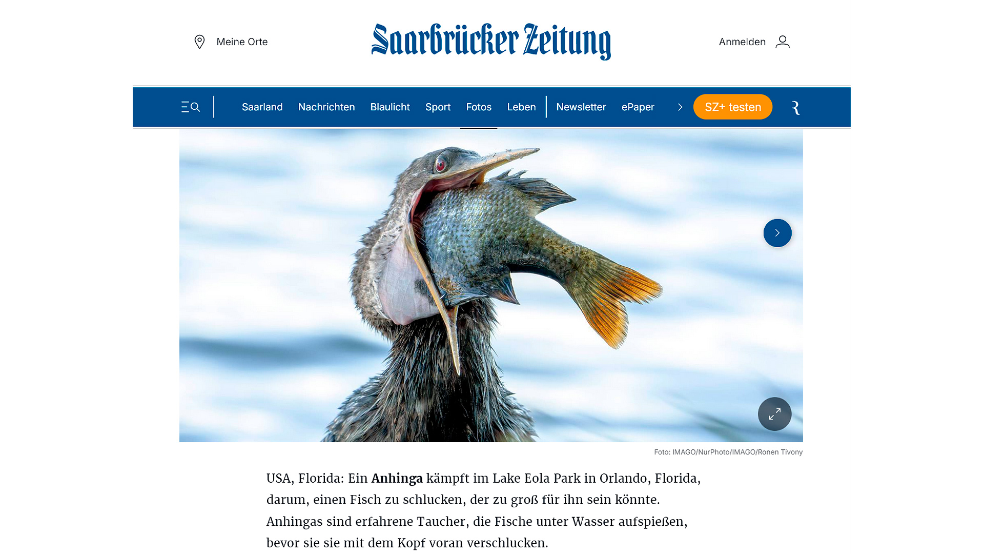 Anhinga trying to swallow a large fish in a Florida wetland photo by wildlife photojournalist Ronen Tivony.