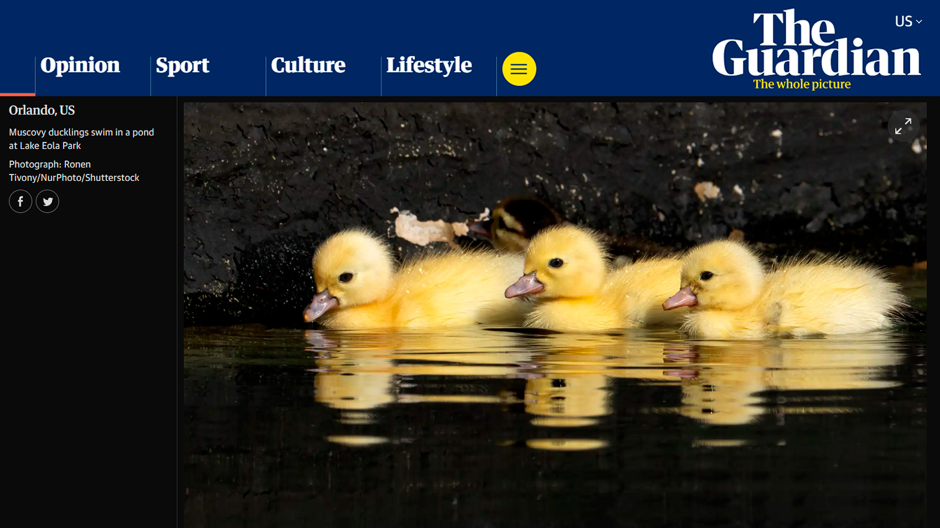 The Guardian newspaper publication credit for Ronen Tivony wildlife photography. Muscovy ducklings swim in a pond at Lake Eola Park