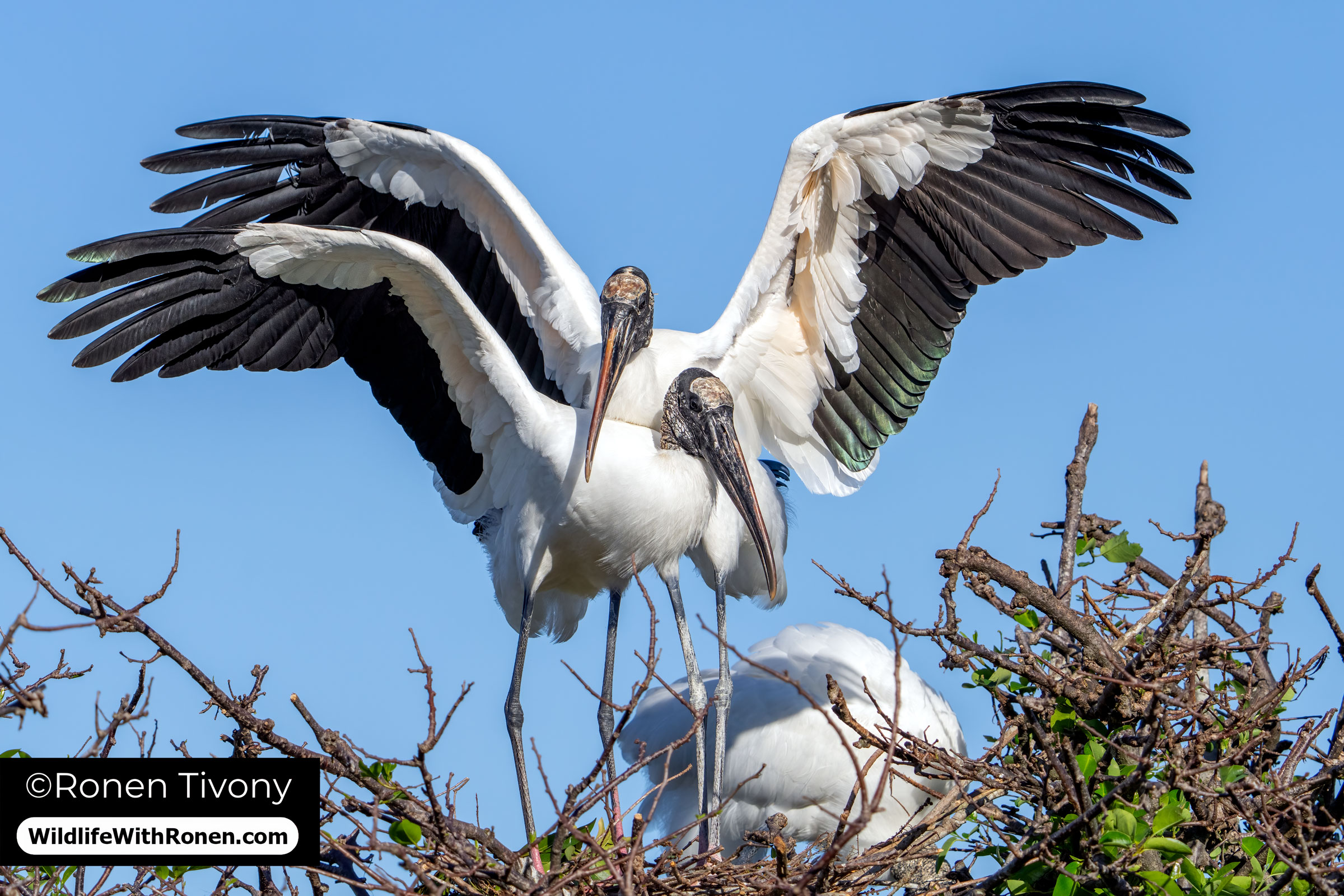A pair of Wood Storks at Wakodahatchee Wetlands in Delray Beach, Florida, photographed by award-winning wildlife photojournalist Ronen Tivony of Wildlife With Ronen