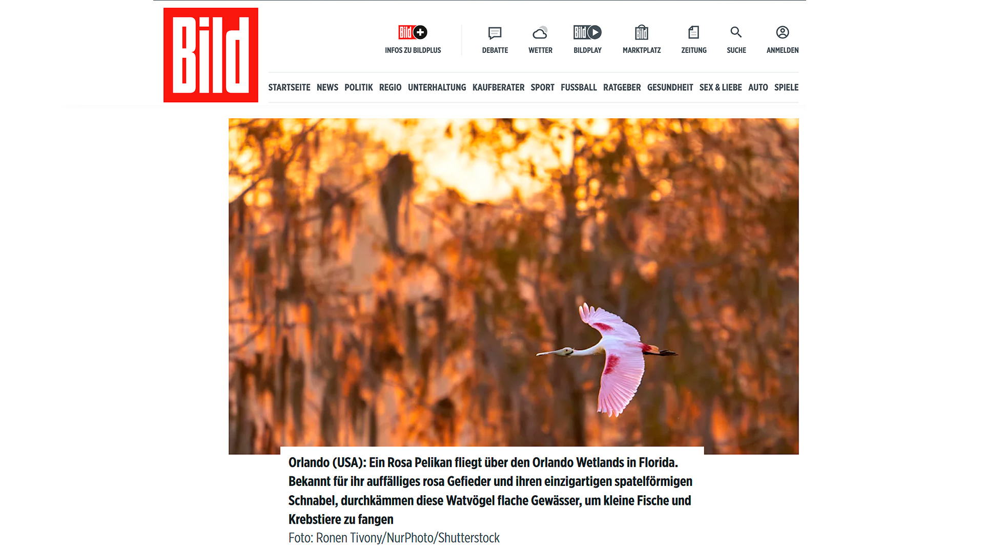 Roseate Spoonbill in flight over Orlando Wetlands wildlife photography by Ronen Tivony published in Bild newspaper