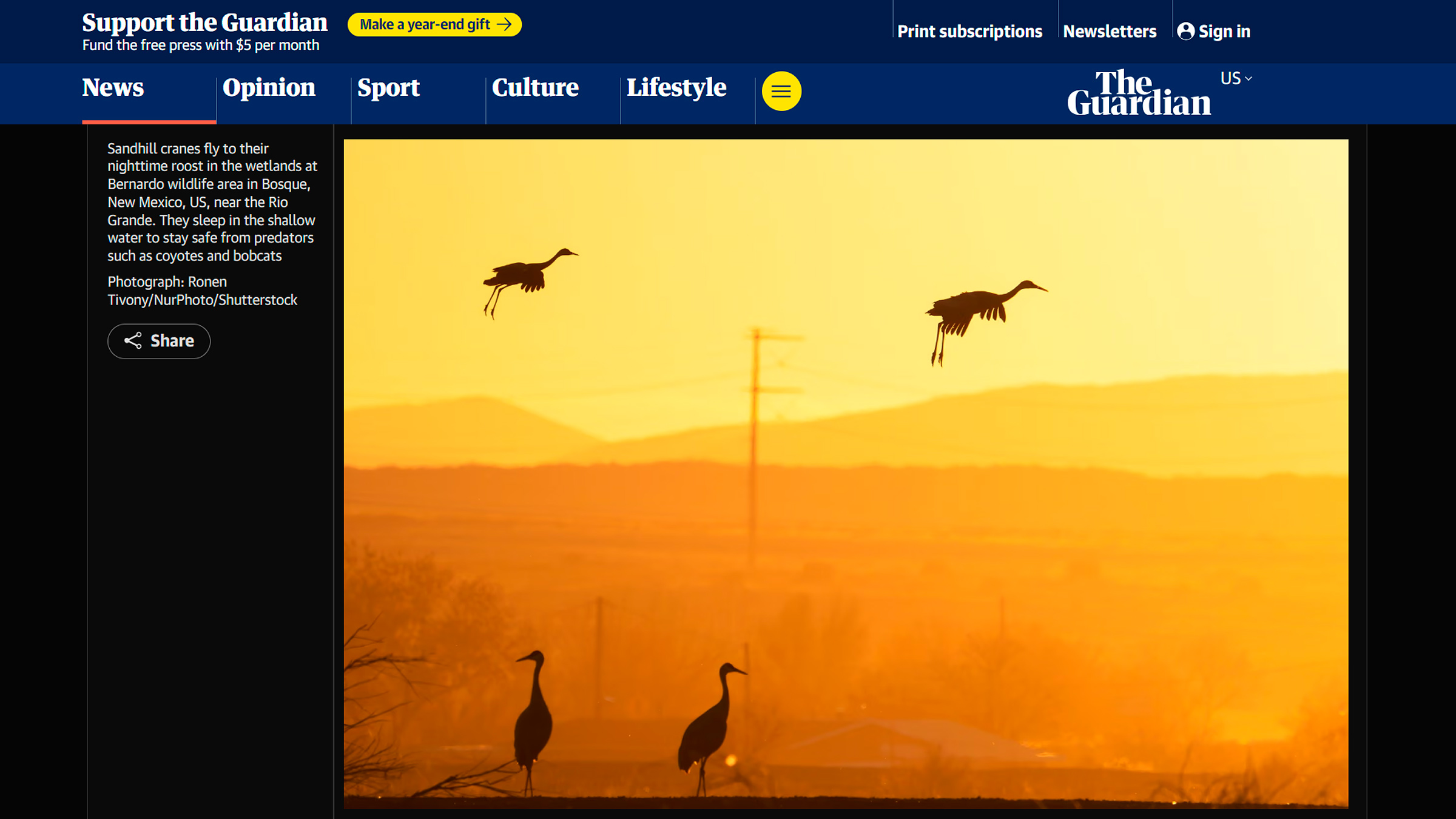 Sandhill cranes flying at sunset as they return to their nighttime roost in the wetlands at near Bosque, New Mexico. Photo by wildlife photojournalist Ronen Tivony, published in The Guardian.