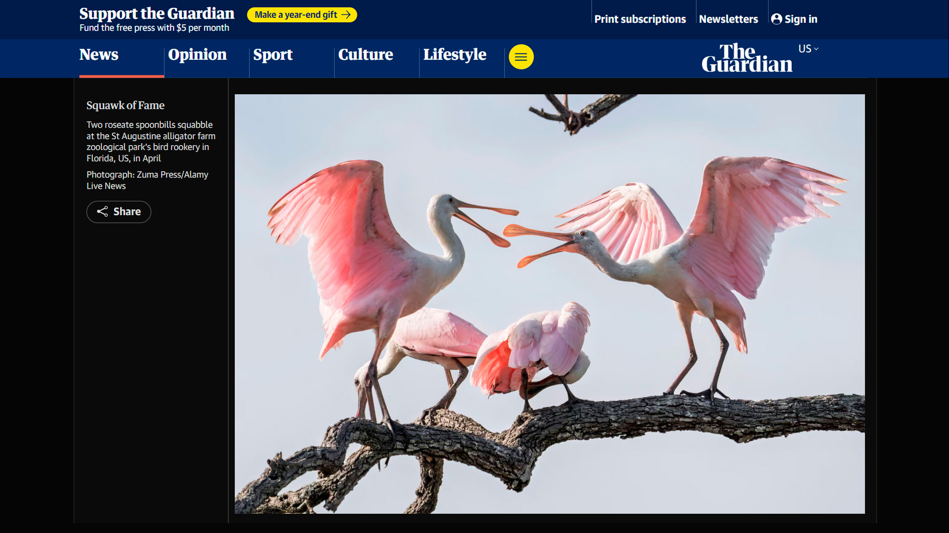 Two pink Roseate Spoonbills squabbling with wings spread at the St. Augustine Alligator Farm bird rookery in Florida Photo: Ronen Tivony