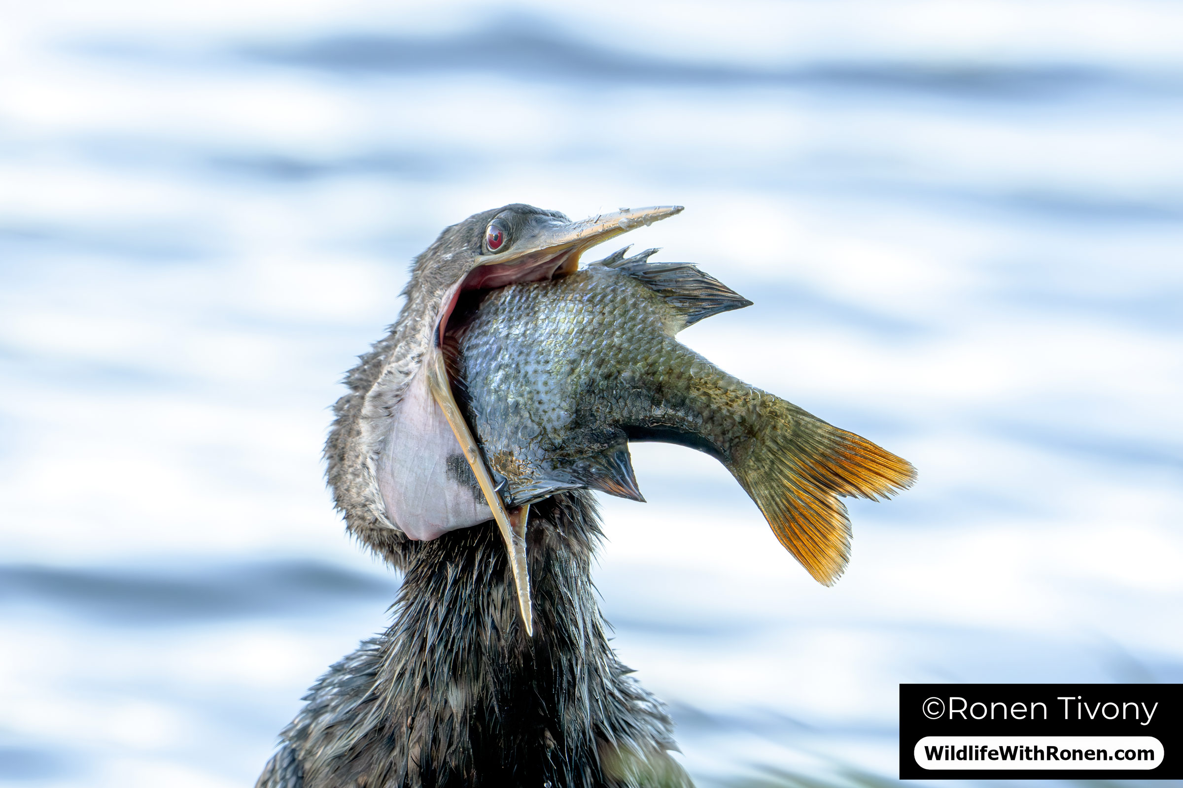 Anhinga struggling to swallow a large fish at Lake Eola Orlando Florida NPPA award-winning wildlife photography by Ronen Tivony