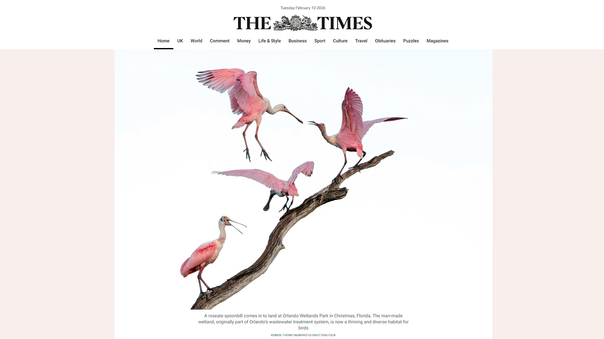 Florida Roseate spoonbill at the Orlando Wetlands Park Published The Times newspaper Photo Ronen Tivony