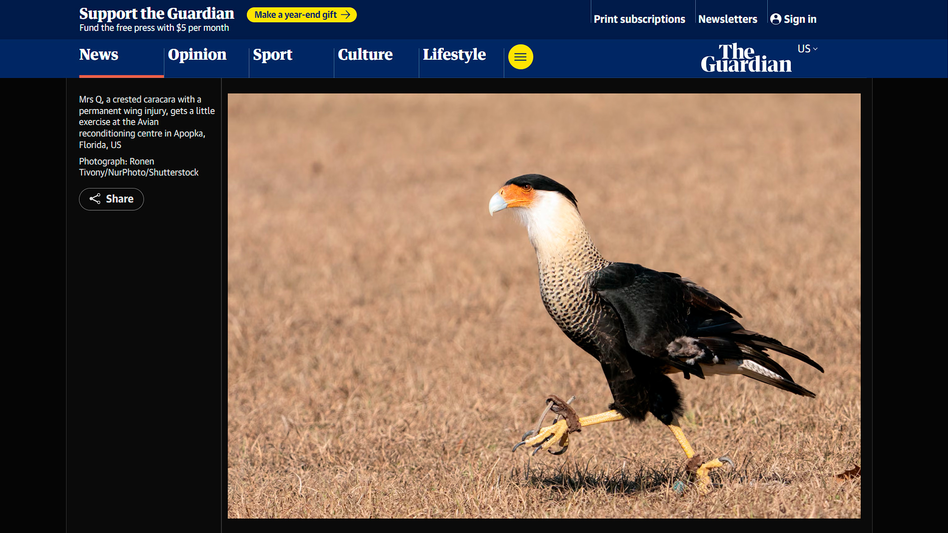 Mrs Q, a rescued crested caracara with a permanent wing injury exercising at the Avian Reconditioning Center in Apopka Florida Photo: Ronen Tivony