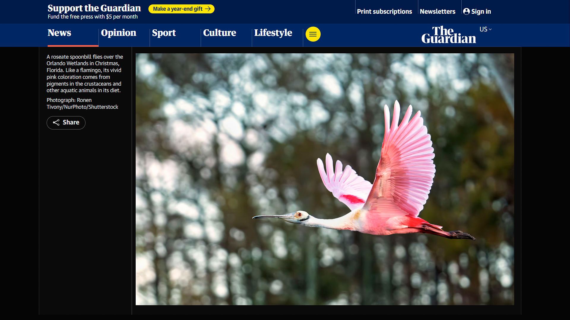 Two pink Roseate Spoonbills squabbling with wings spread at the St. Augustine Alligator Farm bird rookery in Florida Photo: Ronen Tivony