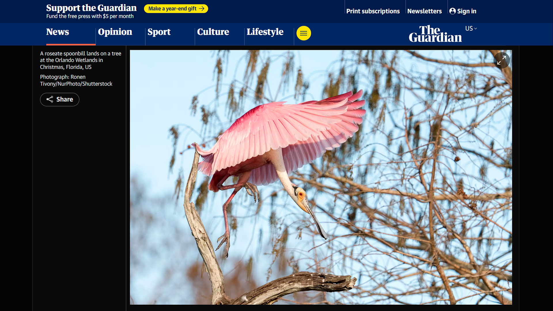 A roseate spoonbill lands on a tree at the Orlando Wetlands in Christmas Florida Photo Ronen Tivony
