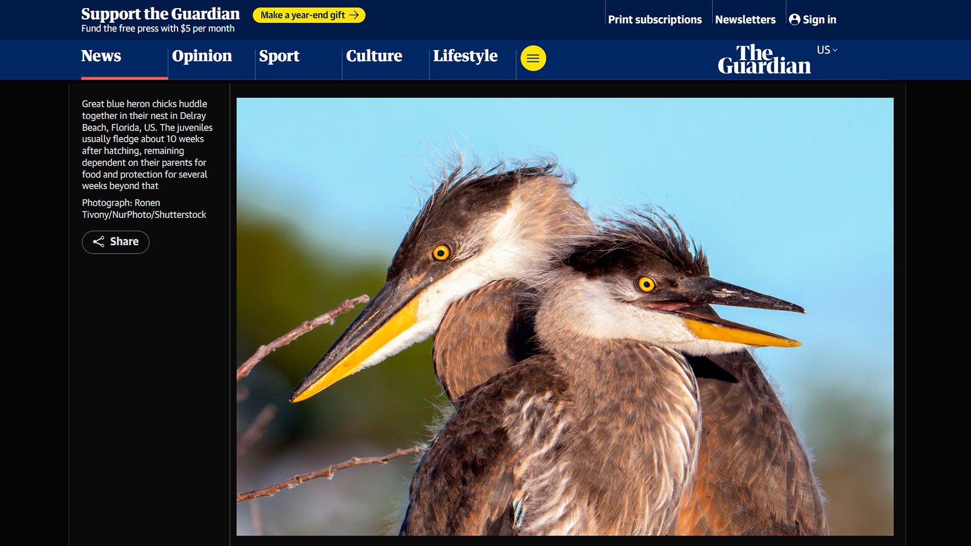 Great blue heron chicks huddling in nest Delray Beach Florida Wildlife Guardian featured Photo Ronen Tivony