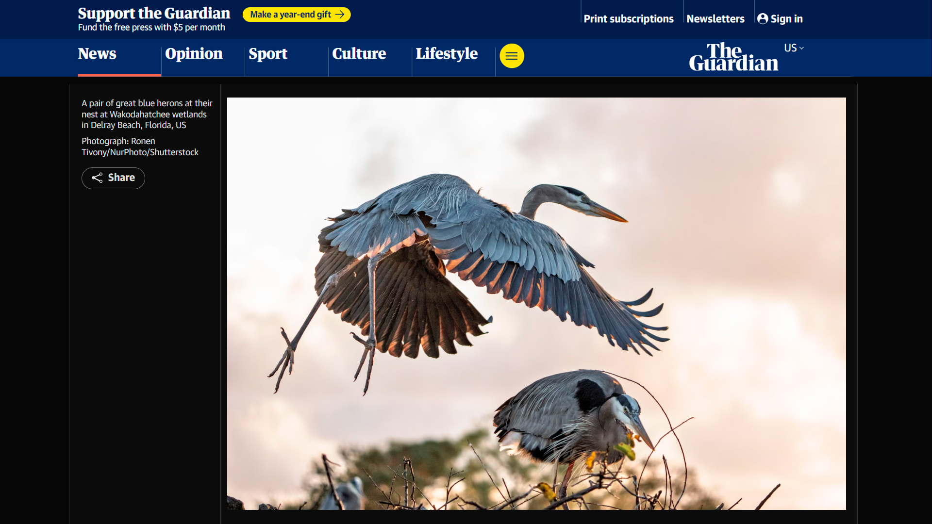 Great blue herons nesting at Wakodahatchee Wetlands featured in The Guardian Delray Beach wildlife photography tips, behavior, and ethics from the field. Photo Ronen Tivony