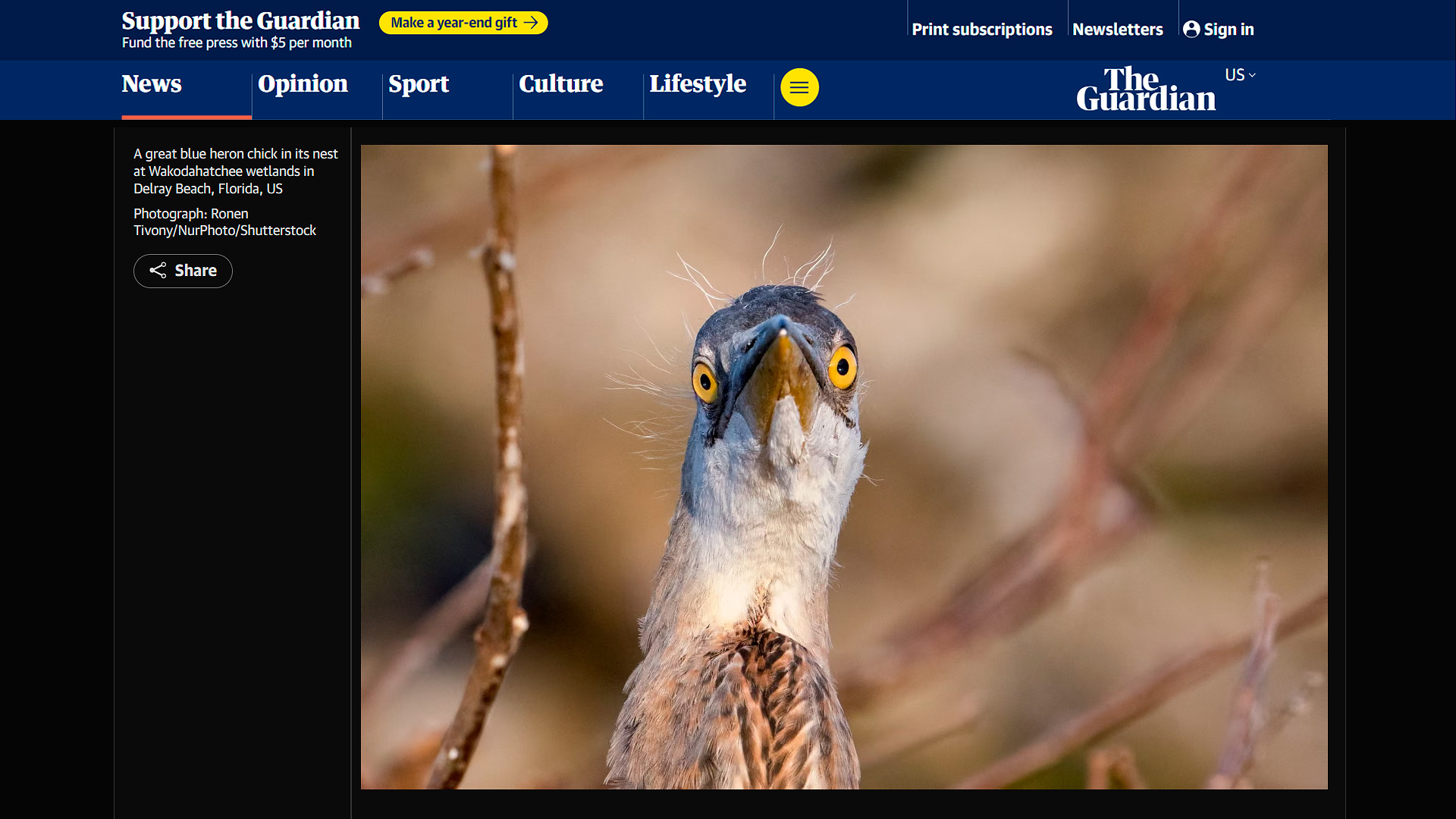 Great Blue Heron chick in its nest at Wakodahatchee Wetlands in Delray Beach Florida Photo Ronen Tivony