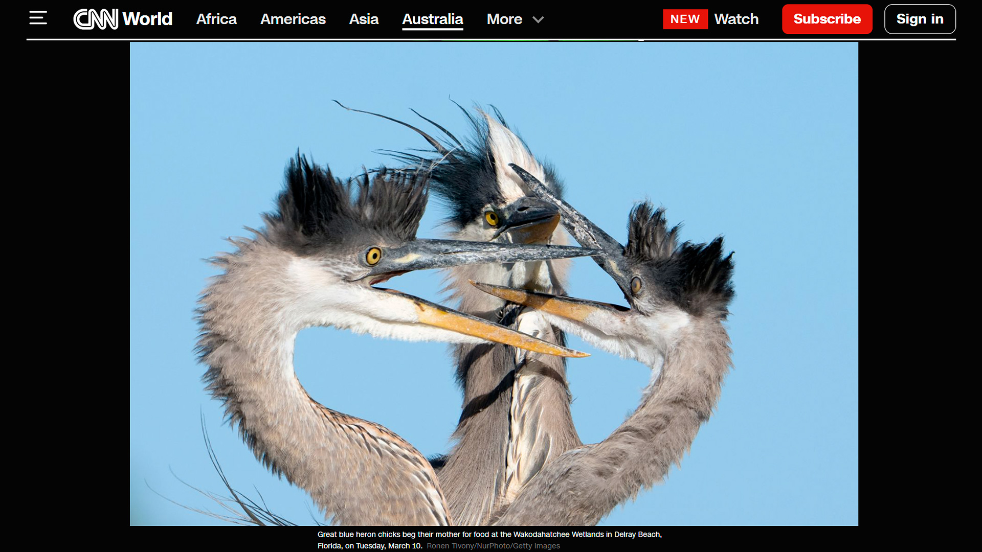 Great blue heron chicks begging their mother for food at the Wakodahatchee Wetlands in Delray Beach; Florida captured by wildlife photographer Ronen Tivony