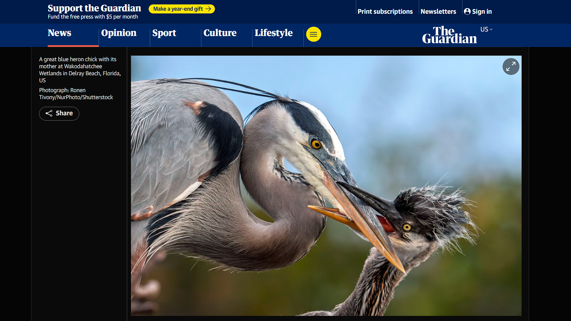 Great blue heron mother and chick at Wakodahatchee Wetlands Delray Beach Florida Photo by Ronen Tivony published in The Guardian