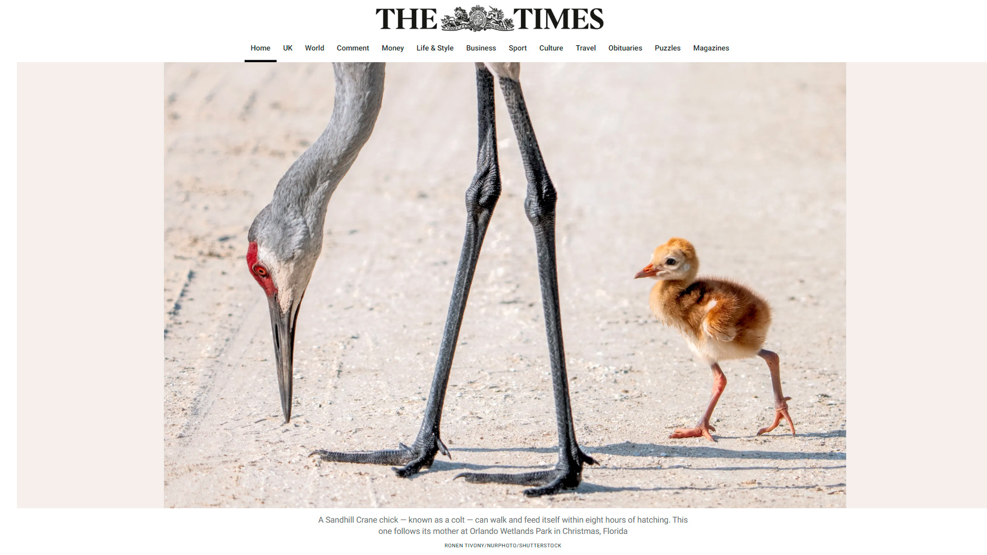 Sandhill crane colt following its mother at Orlando Wetlands Park, Christmas Florida photo by Ronen Tivony