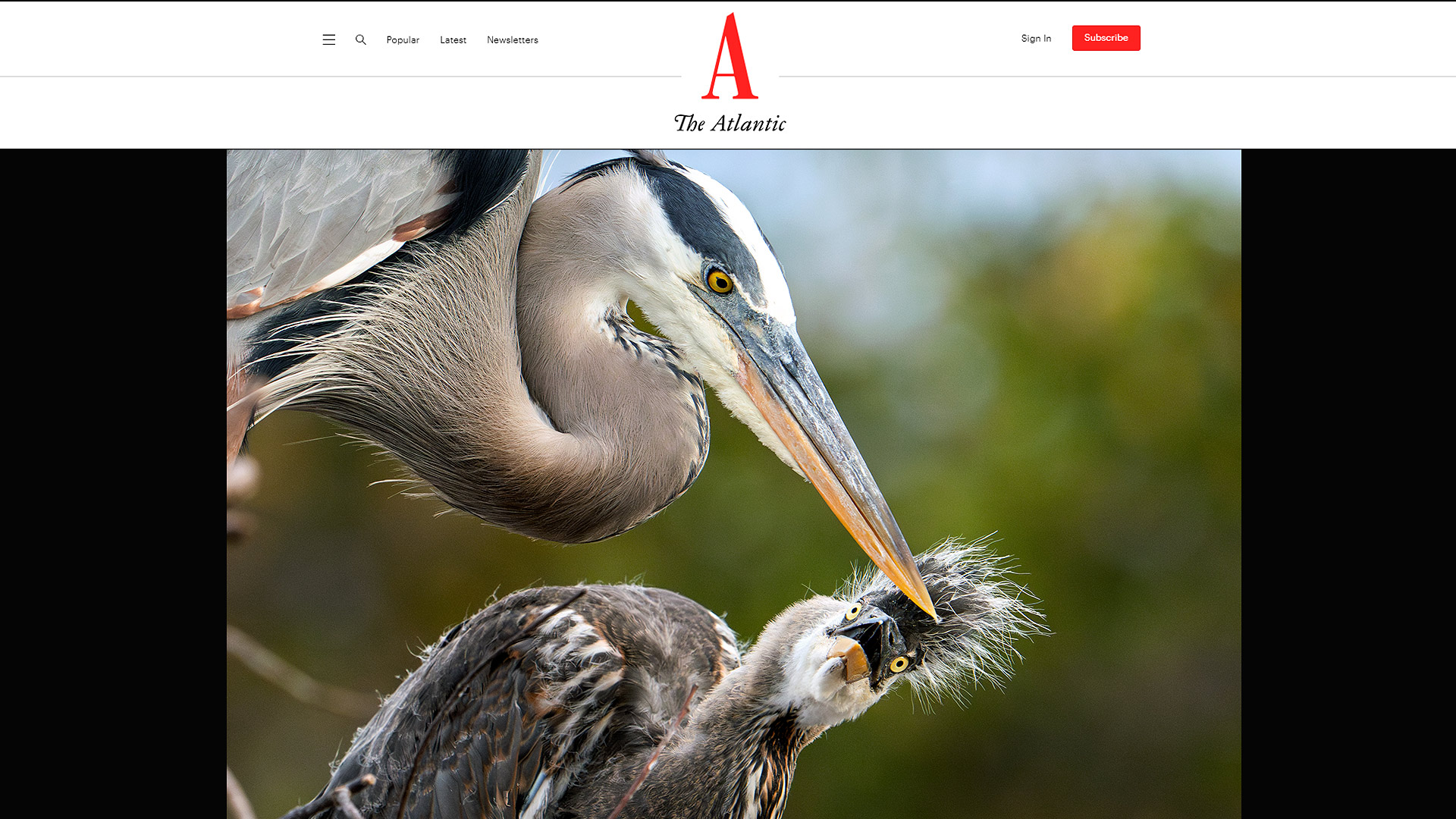 The Atlantic featured photo of a Great Blue Heron chick and mother at Wakodahatchee Wetlands by Ronen Tivony