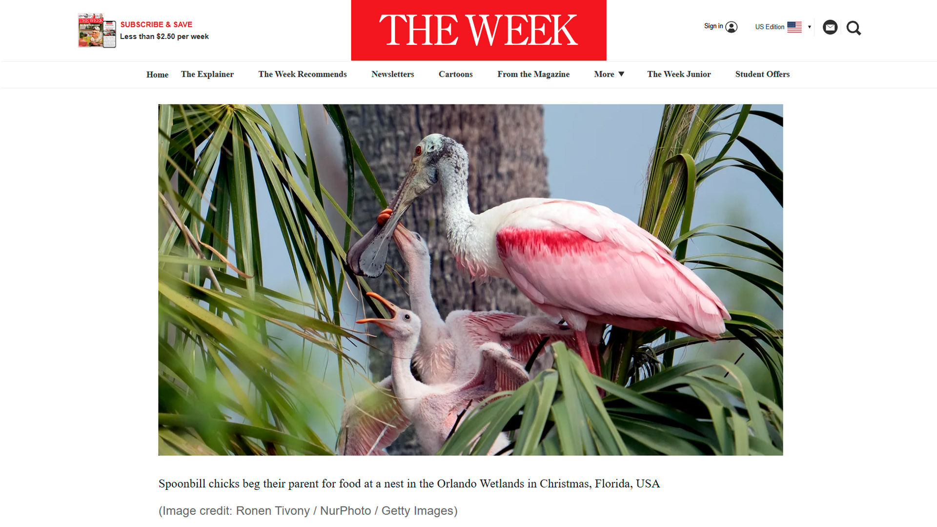 Two roseate spoonbill chicks begging parent for food at nest, Orlando Wetlands, Christmas Florida — Ronen Tivony