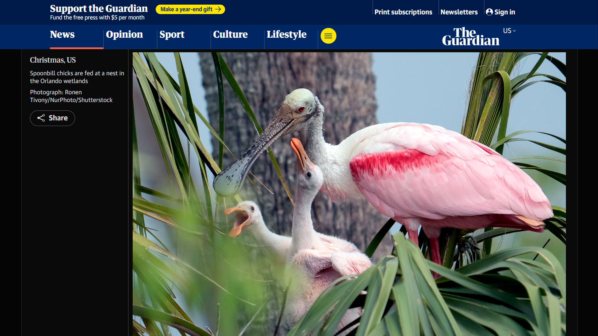 Two roseate spoonbill chicks in nest, Florida, photographed by Ronen Tivony, featured in The Guardian's Photos of the Day March 25 2026