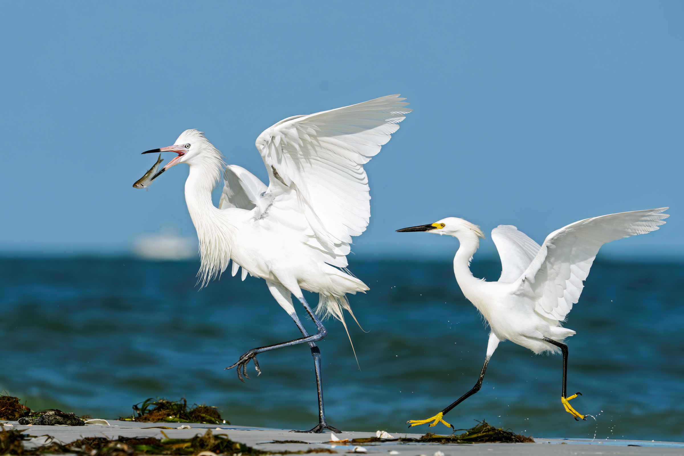 A snowy egret chases a rare white morph reddish egret carrying a freshly caught fish at Fort De Soto Park,Tierra Verde Florida Photo credit Ronen Tivony  Wildlife With Ronen