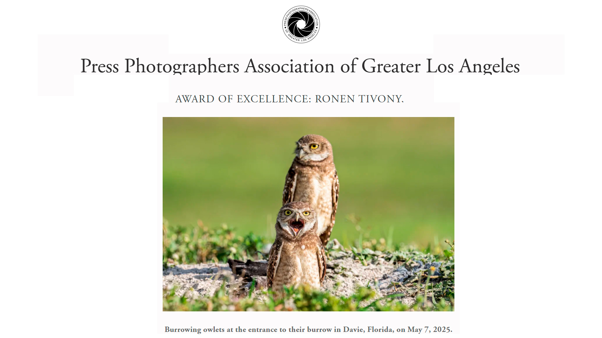 Burrowing Owlets at their burrow entrance in Davie, Florida, winner of the 2025 PPAGLA Award of Excellence by Ronen Tivony.