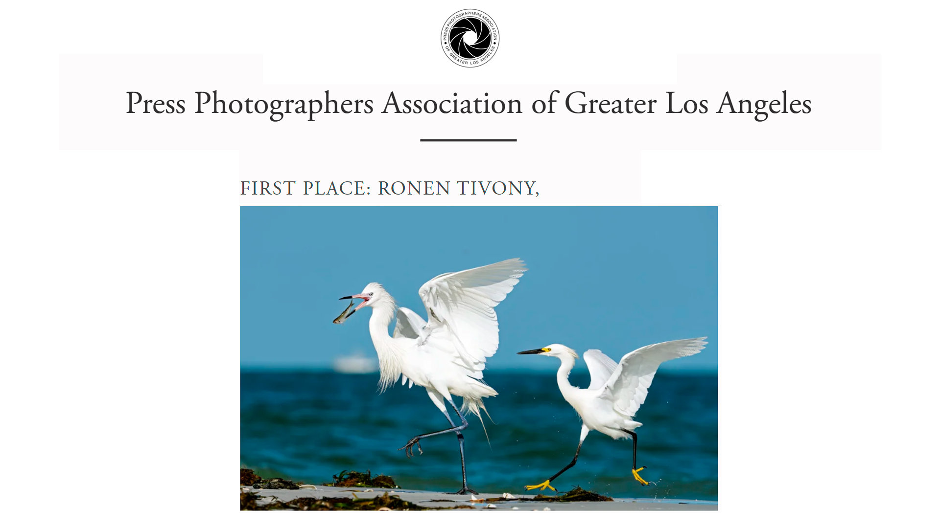 First Place Award A snowy egret chases a rare white morph reddish egret with a freshly caught fish at Fort De Soto Park in Florida Photo: Ronen Tivony WIldlife With Ronen