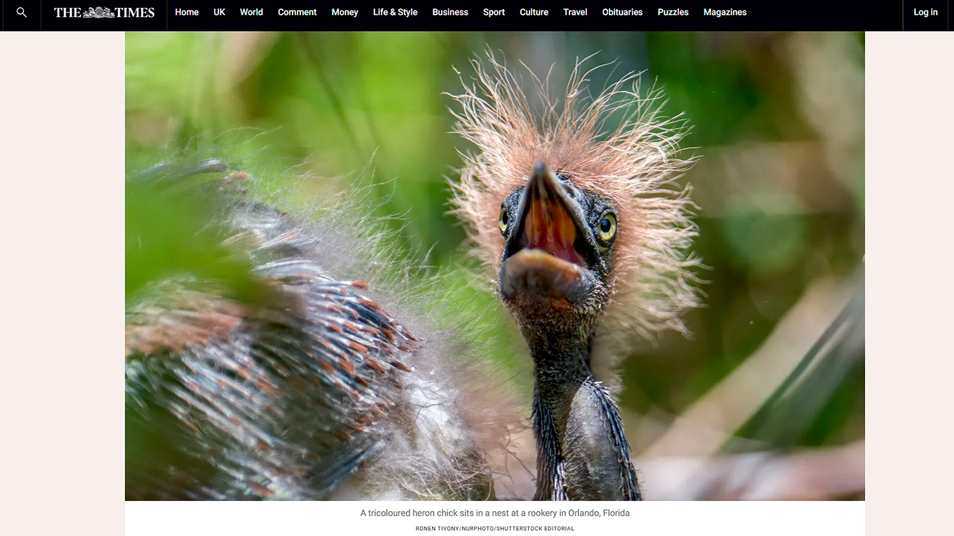 Tricolored heron chick sitting in a nest at a rookery in Orlando Florida photographed by Ronen Tivony Wildlife With Ronen