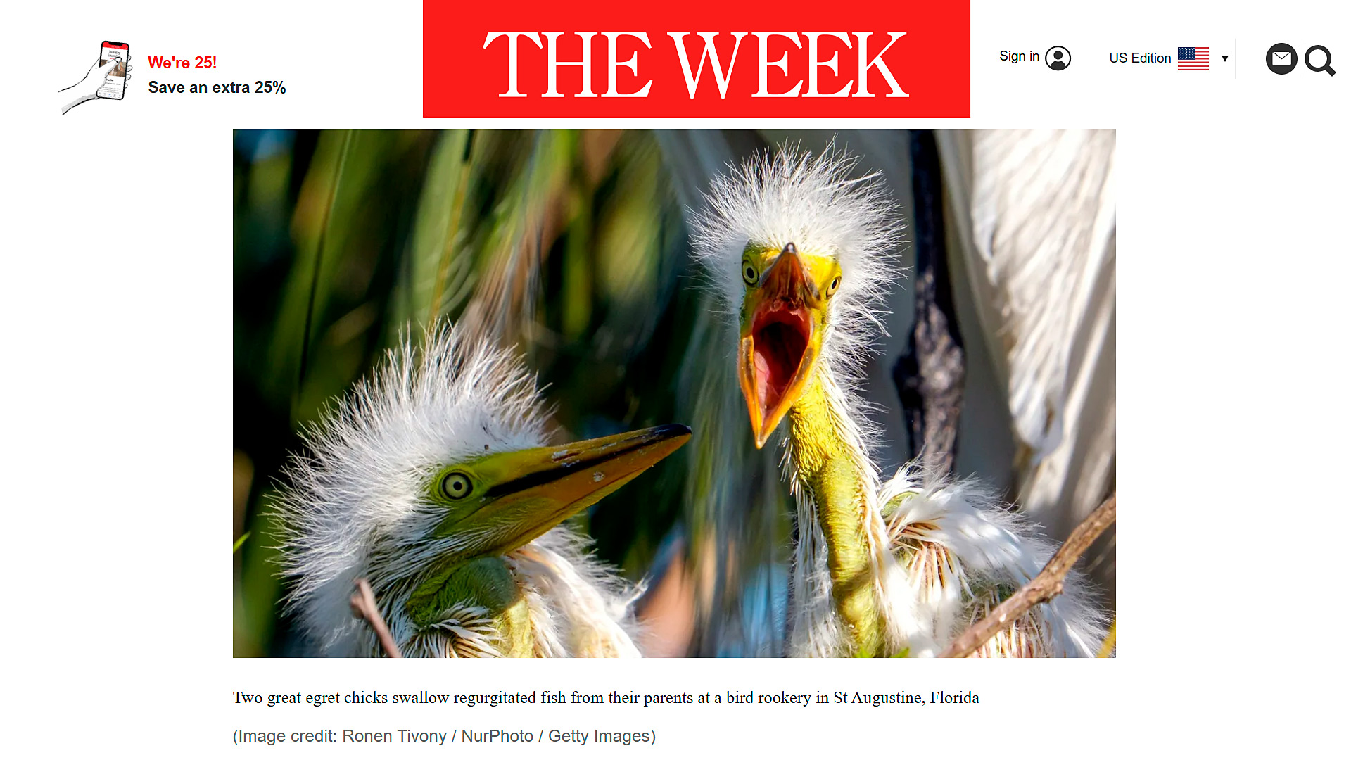 Two great egret chicks being fed by parents at St Augustine Florida rookery photo Ronen Tivony