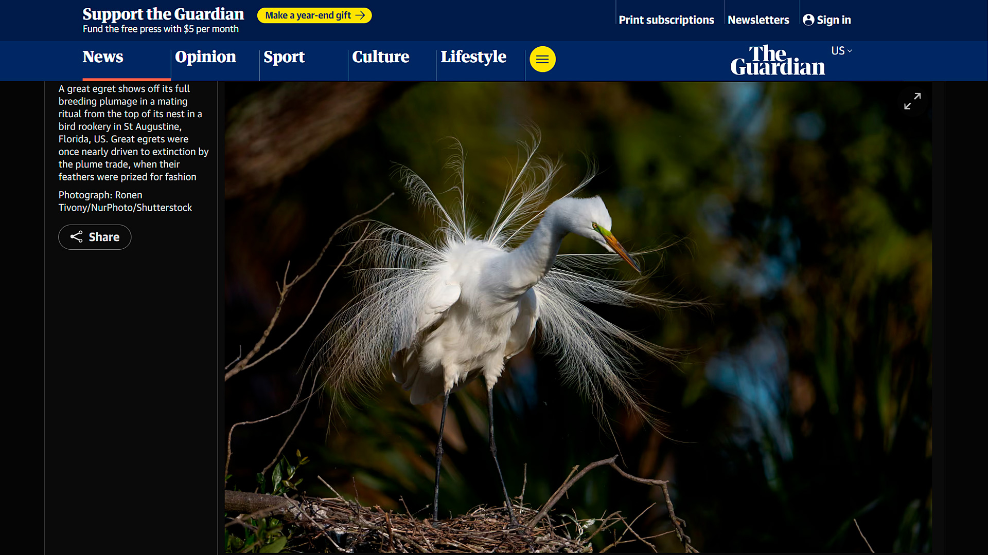 Great Egret Photography Florida: My Photo Featured in The Guardian