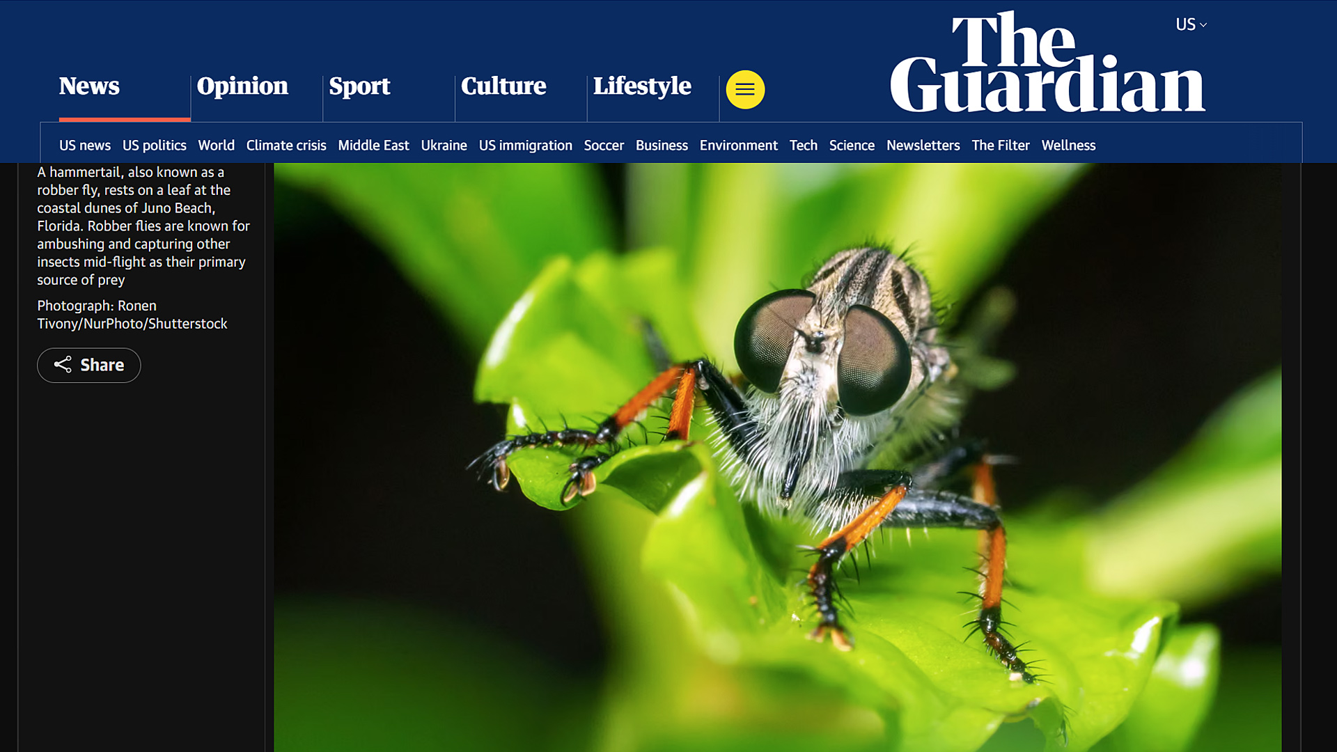 Hammertail robber fly resting on a leaf at the coastal dunes of Juno Beach Florida. Photograph by Ronen Tivony.