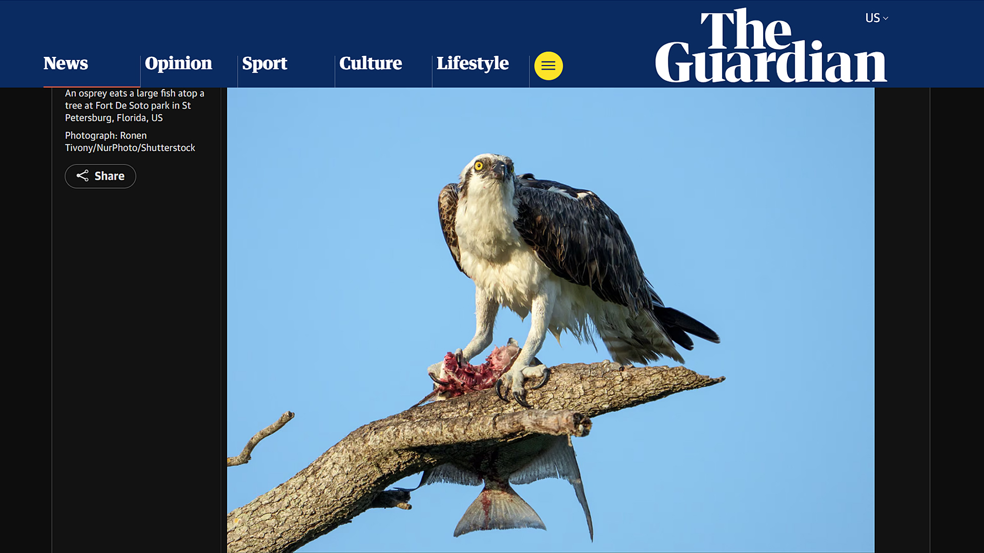 Osprey eating a large fish atop a tree at Fort De Soto Park in St Petersburg Florida. Photograph by Ronen Tivony