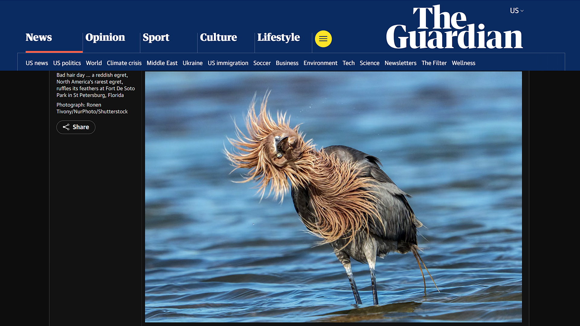 Reddish egret ruffling its feathers at Fort De Soto Park in St Petersburg Florida. Photograph by Ronen Tivony.