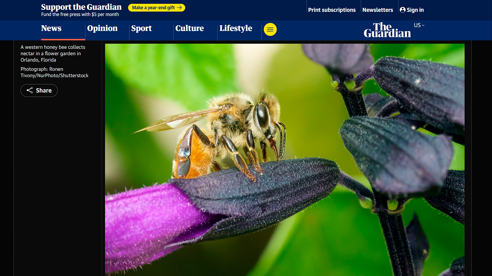 Ronen Tivony's bee macro photography of a western honey bee in Orlando; Florida was published in The Guardian's Week in Wildlife Explore bee macro photography tips and Florida wildlife workshops.