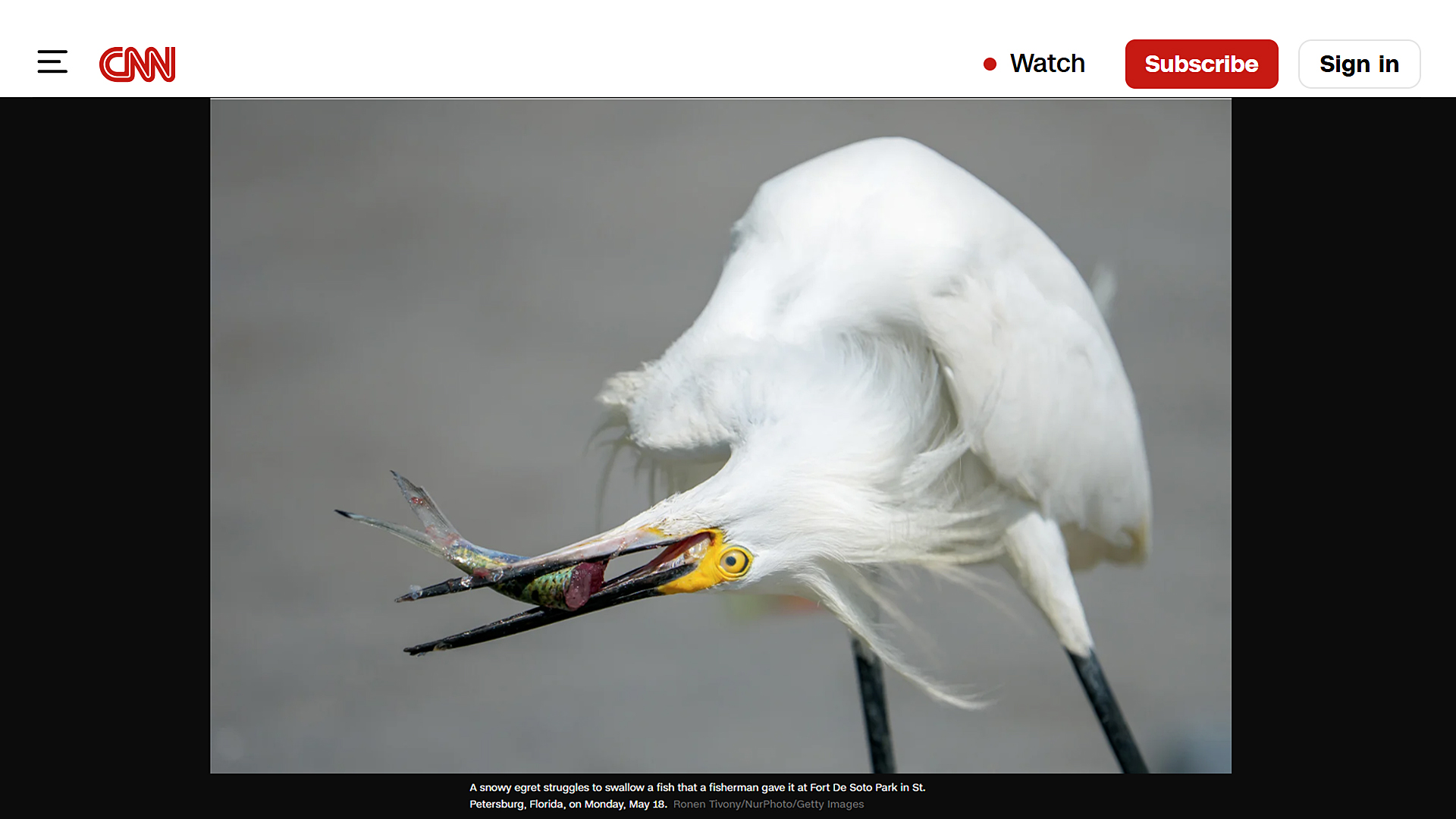 Snowy egret struggling to swallow a fish given by a fisherman at Fort De Soto Park, St. Petersburg, Florida photo by Ronen Tivony published on CNNSnowy egret struggling to swallow a fish given by a fisherman at Fort De Soto Park, St. Petersburg, Florida photo by Ronen Tivony published on CNN