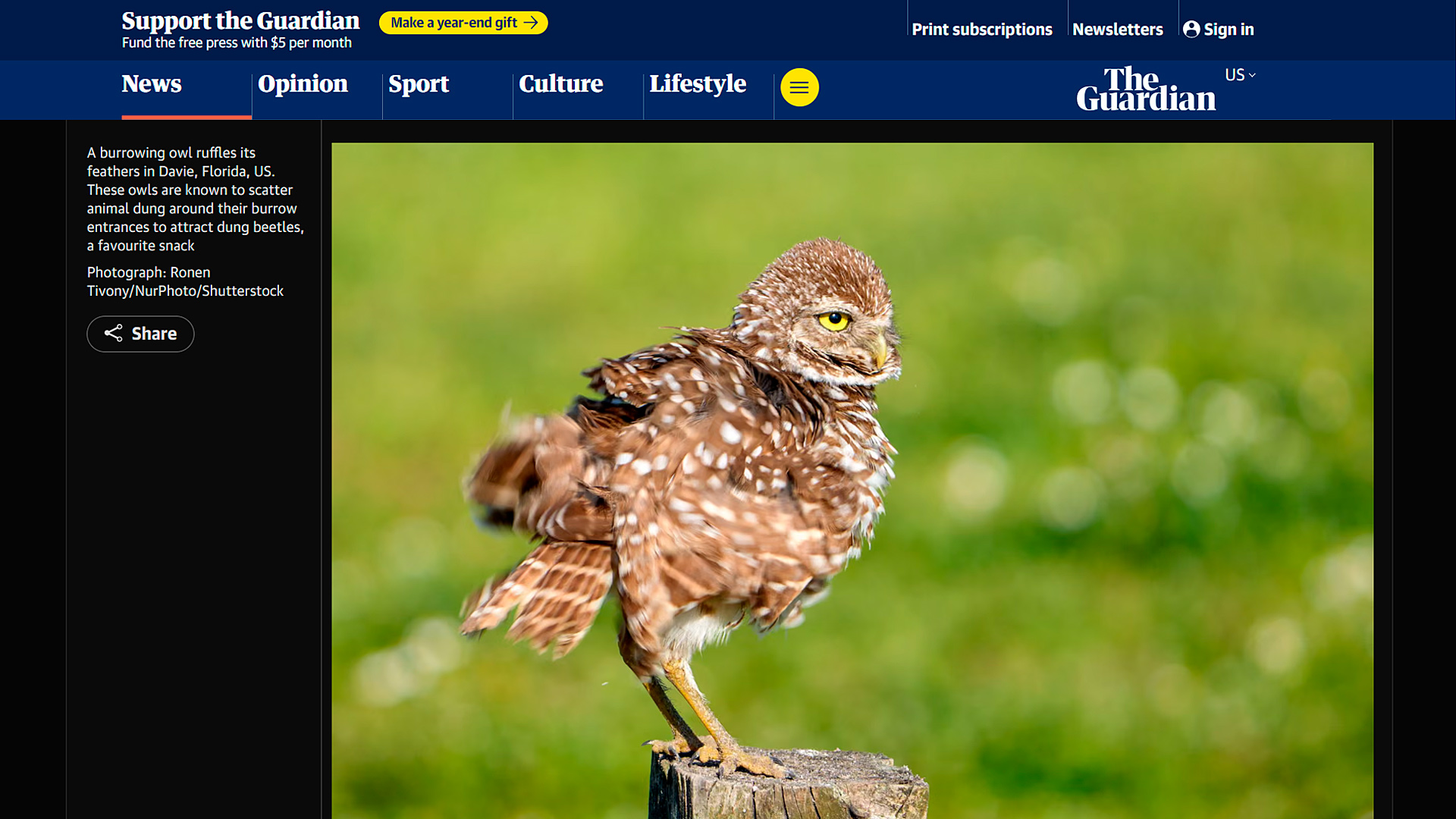 Burrowing owl ruffling feathers at burrow entrance in Davie Florida, burrowing owls Florida photography by Ronen Tivony published in The Guardian Week in Wildlife May 2026