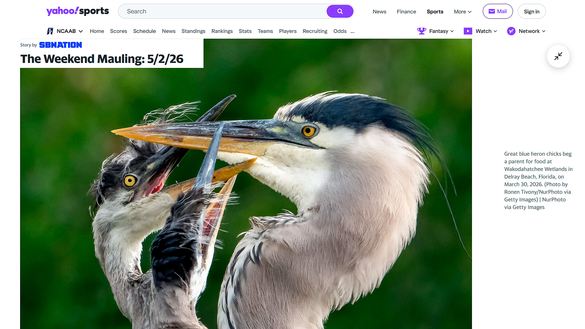 Great blue heron Wakodahatchee Wetlands, chicks begging parent for food, Delray Beach Florida, photographed by Ronen Tivony, published in Yahoo Sports