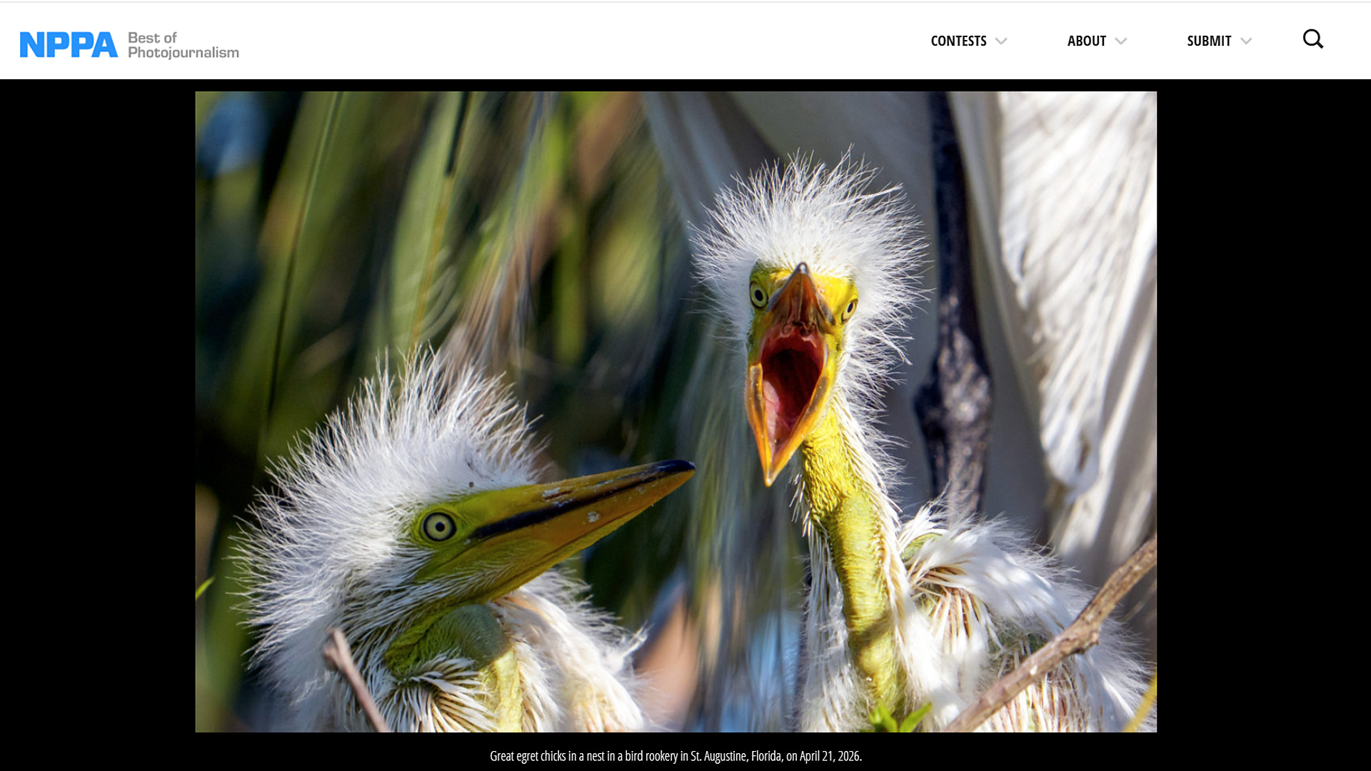 Great egret chicks in a nest at a bird rookery in St Augustine Florida on April 21 2026. First Place NPPA Monthly News Clip Contest. Photograph by Ronen Tivony
