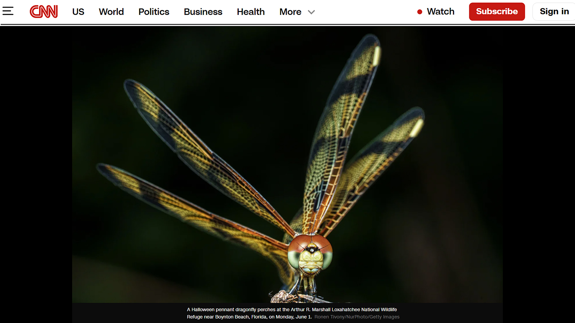 Halloween pennant dragonfly at Loxahatchee National Wildlife Refuge in Florida. Macro photo by Ronen Tivony Published in CNN