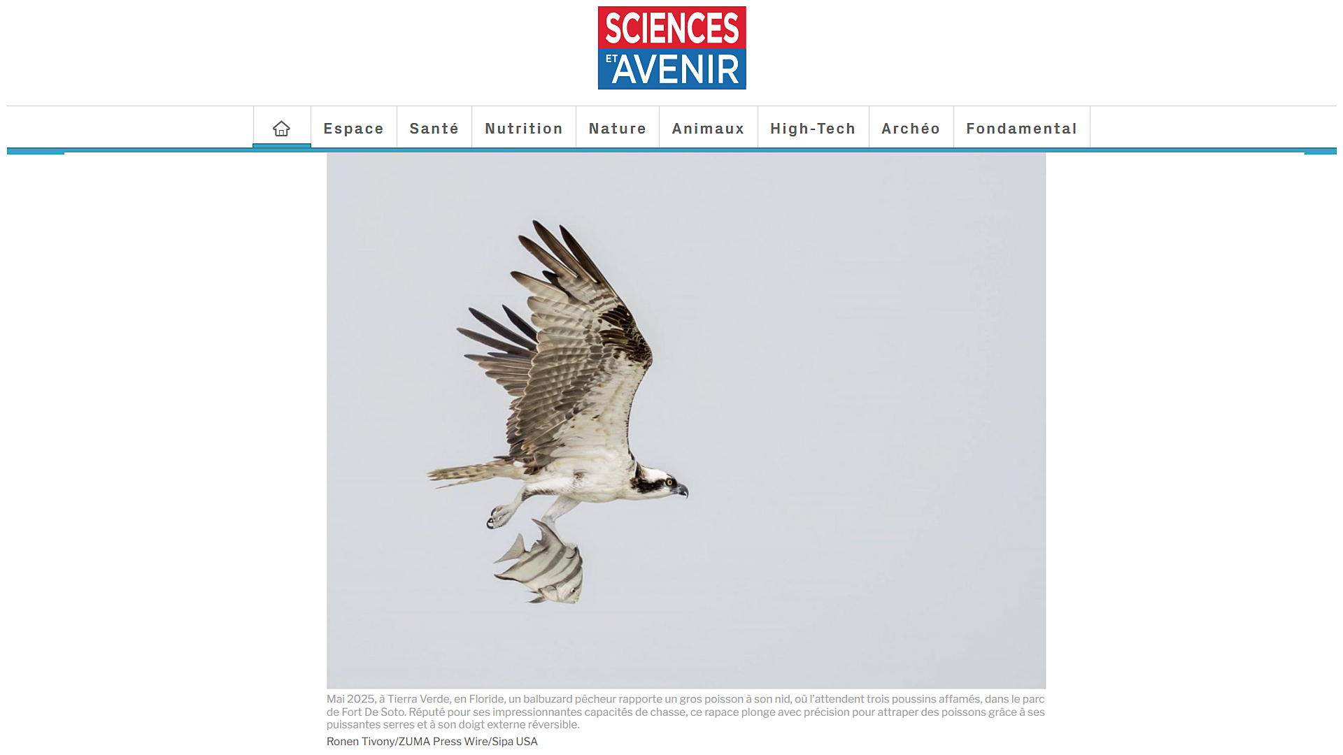 Osprey carrying a large fish at Fort De Soto Park in St Petersburg Florida. Photograph by Ronen Tivony published in Sciences et Avenir France.