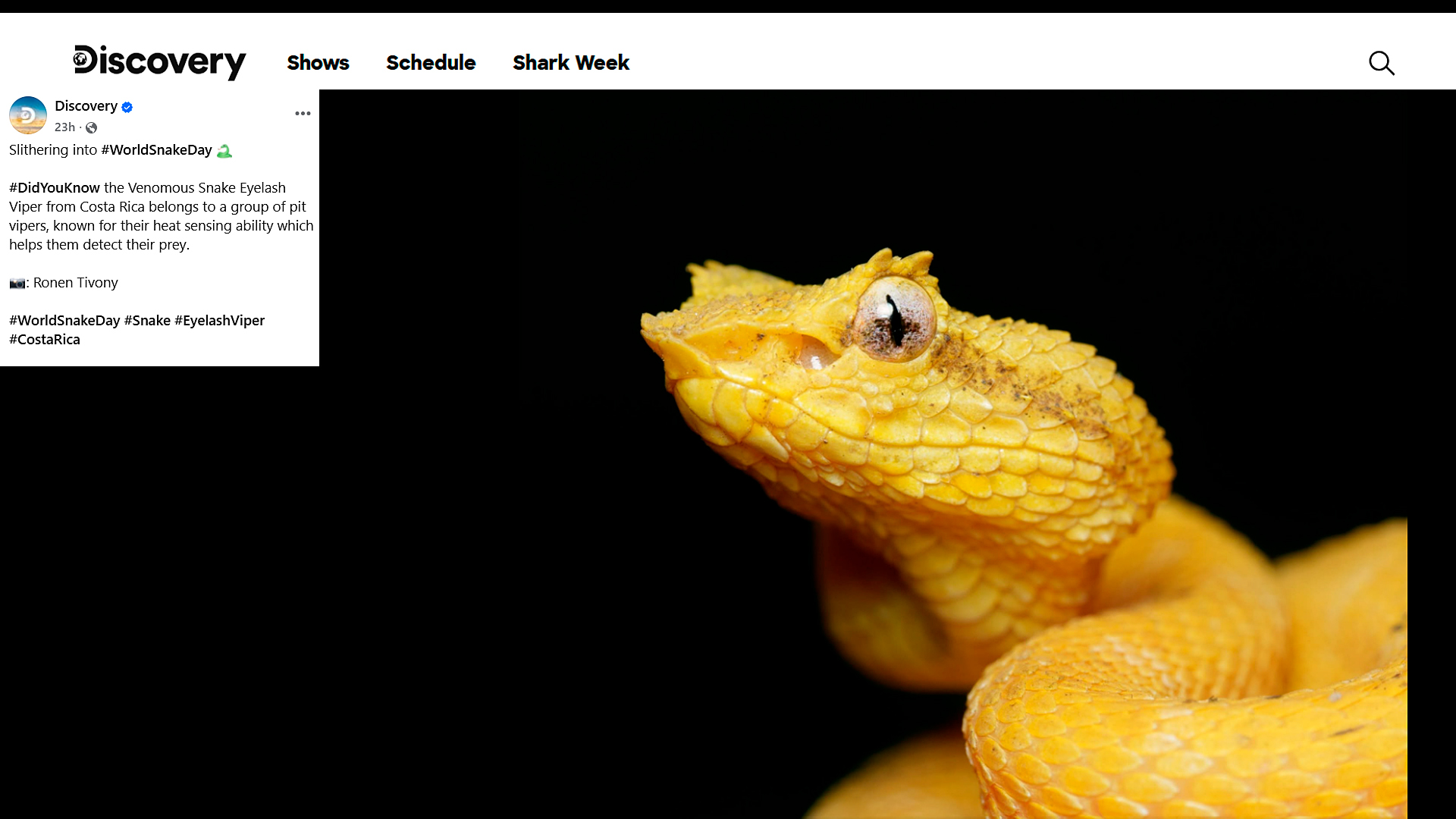 Eyelash viper Bothriechis schlegelii photographed during a wildlife photography workshop in Costa Rica. Photograph by Ronen Tivony featured by Discovery Channel on World Snake Day.