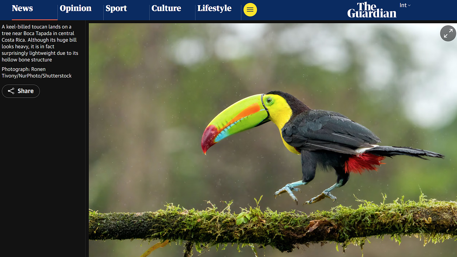 Keel-billed toucan landing on a tree near Boca Tapada in Costa Rica Photograph by Ronen Tivony published in The Guardian Week in Wildlife