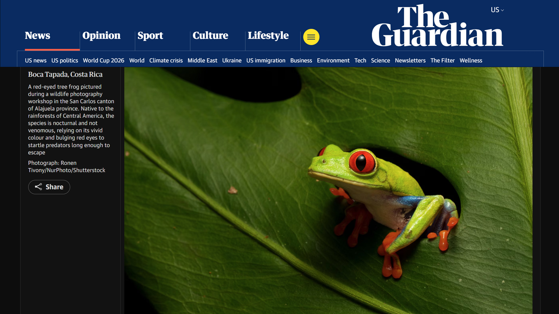 Red-eyed tree frog Agalychnis callidryas photographed during a wildlife photography workshop in San Carlos canton Alajuela province Costa Rica. Photograph by Ronen Tivony published in The Guardian
