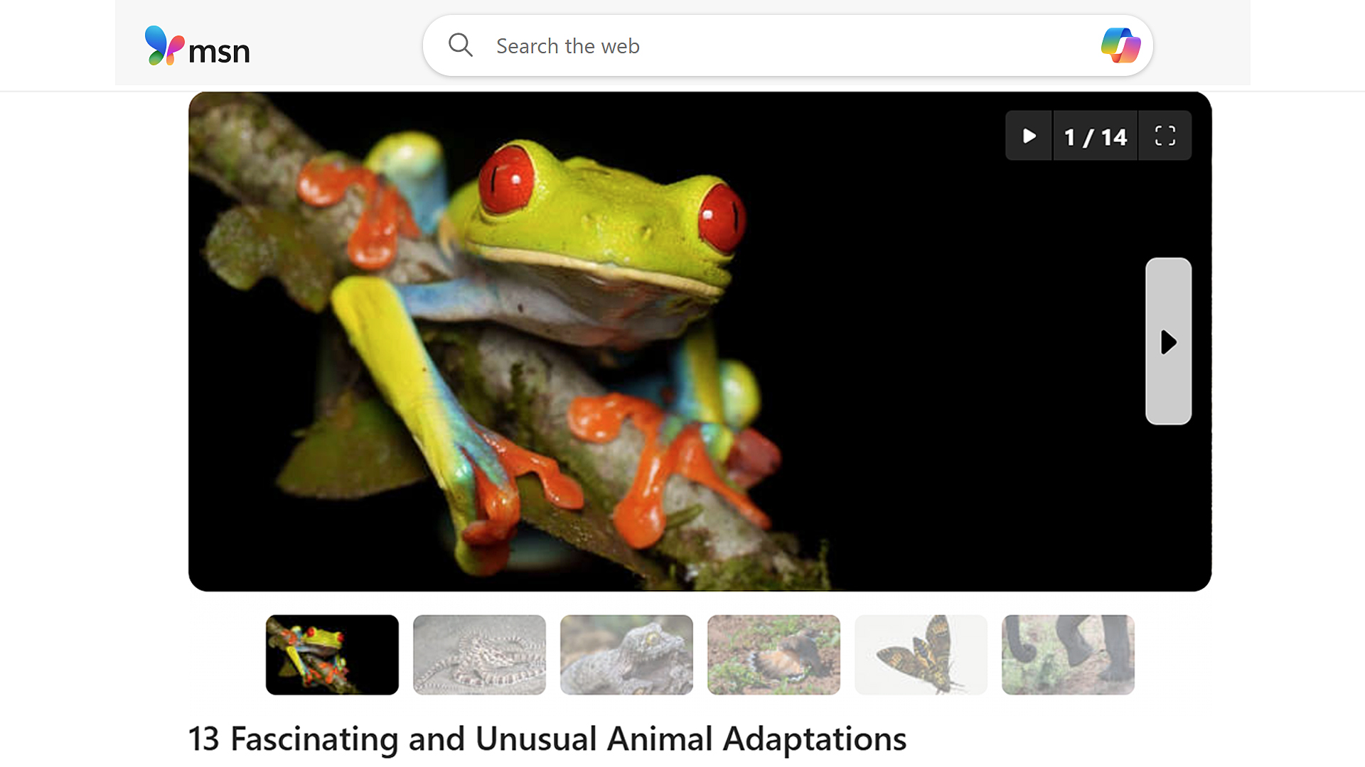 Red-eyed-tree-frog-photographed-in-Costa-Rica-Photograph-by-Ronen-Tivony-published-on-MSN.
